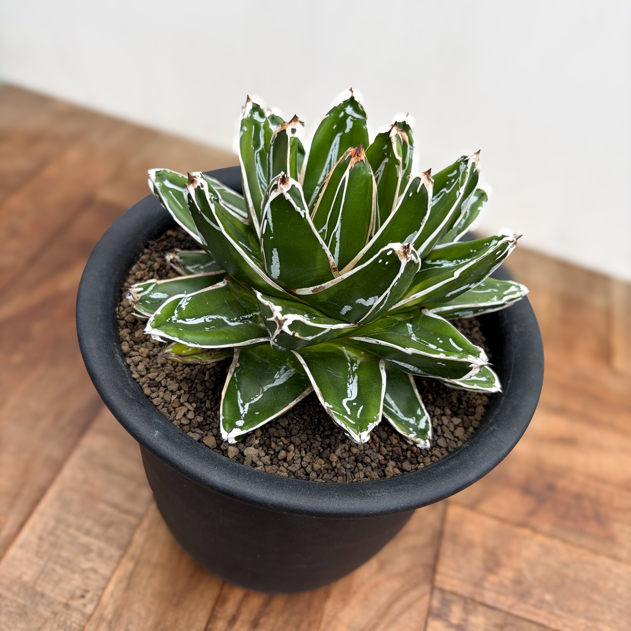 Agave victoriae-reginae 'Kizan'【アガベ・輝山】