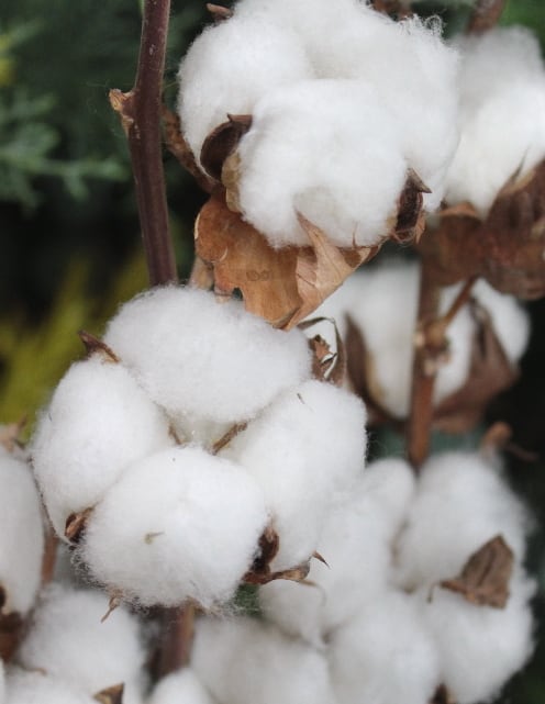 【まとめ売り約35本】綿の木　枝付き　コットンフラワー　綿花　ドライフラワー まとめ売り約35本】綿の木 枝付き コットンフラワー 綿花 ドライ