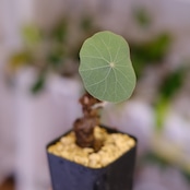 Stephania kaweesakii / ステファニア カウィーサキー㊺/ 観葉植物