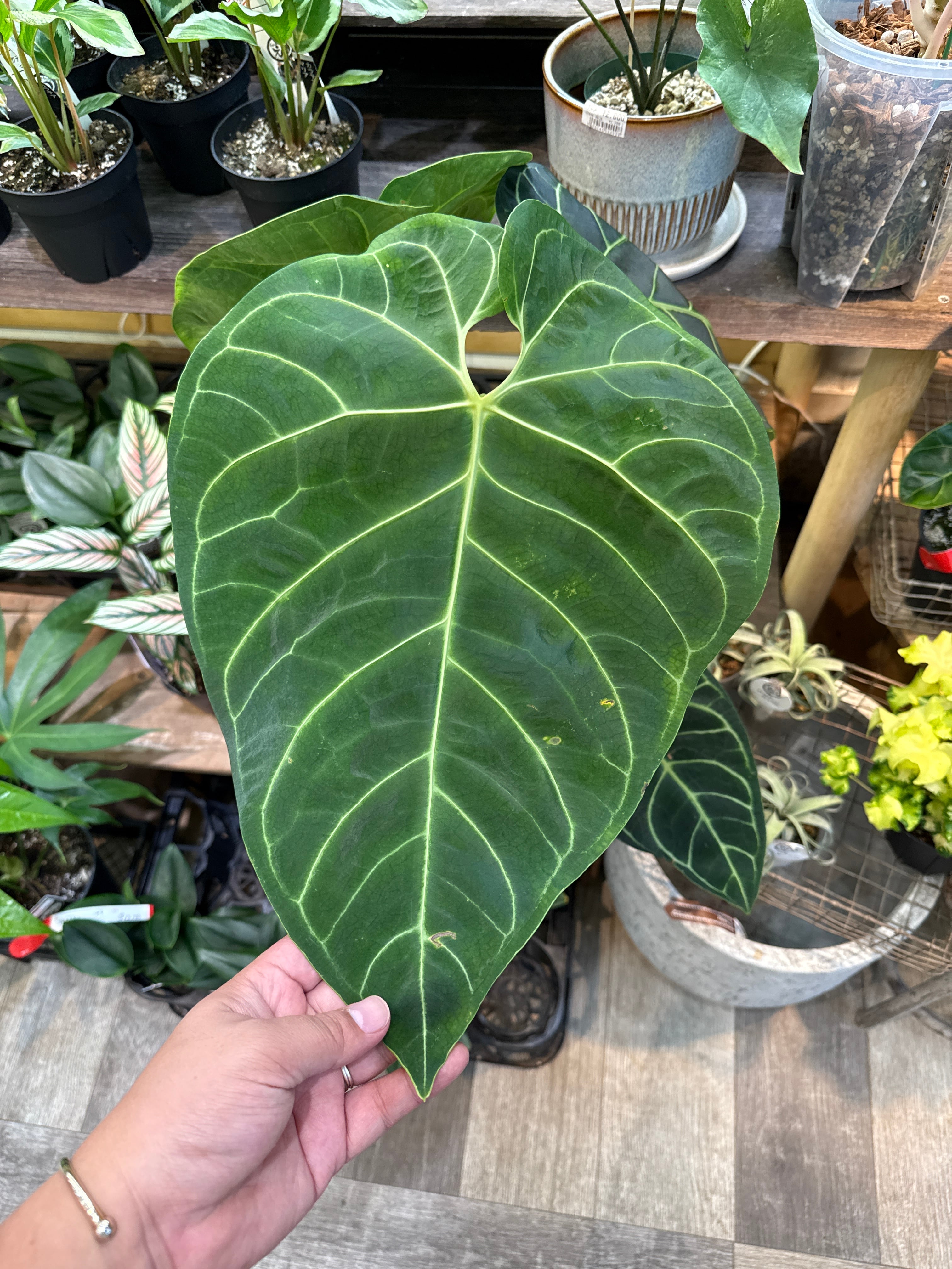 ラフィオナクメ・フラナガニー