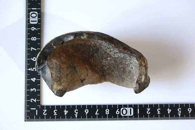 古代クジラ耳骨　Whale Otolith