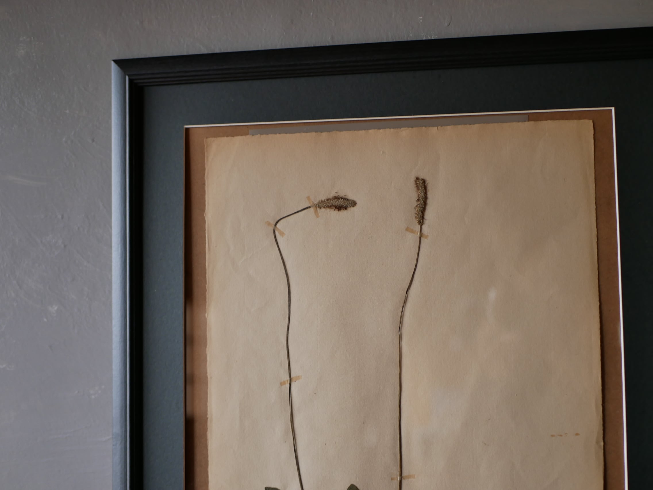 植物標本 フランスアンティーク no.6 | フランス アンティーク mamantique