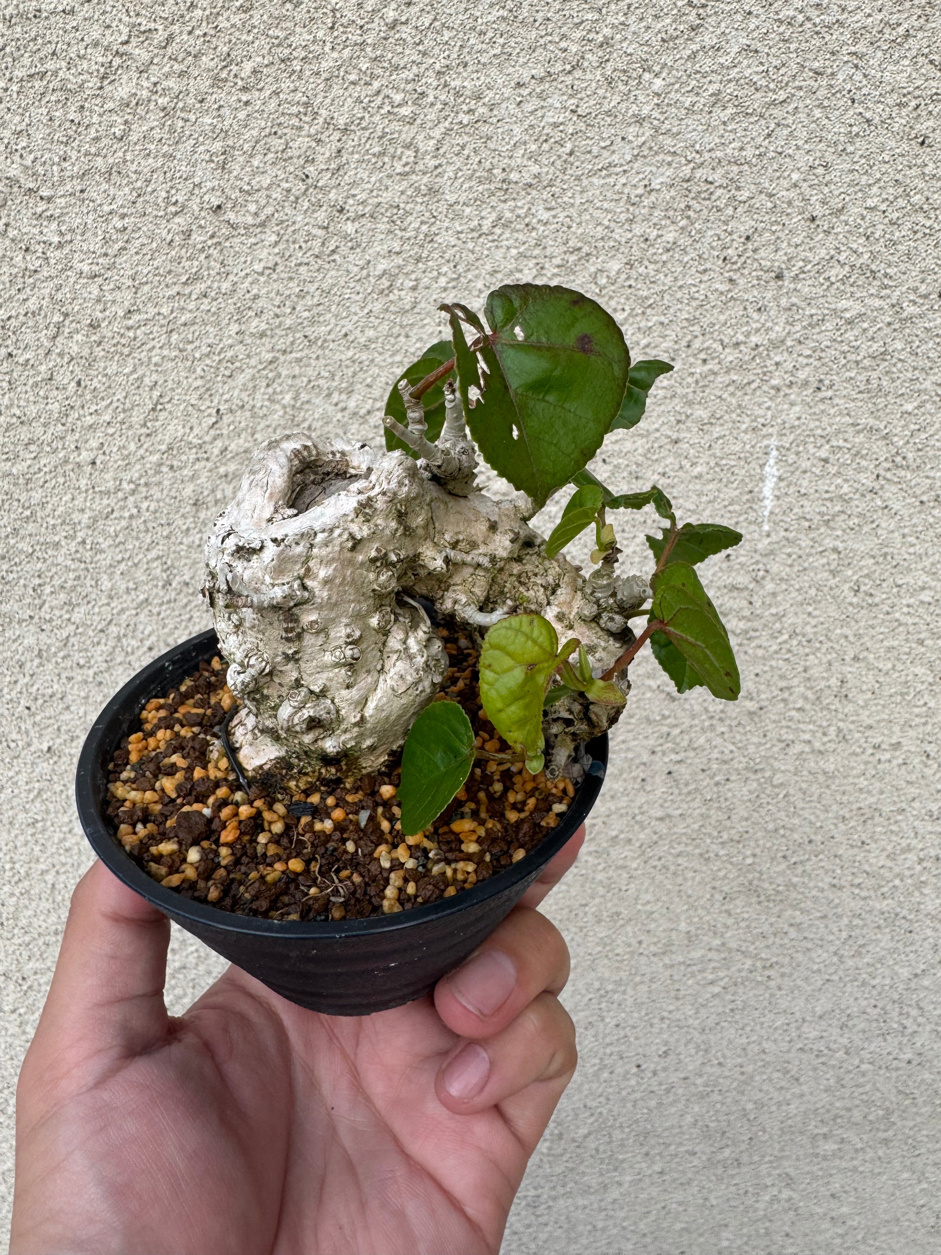 【琉球盆栽】Talipariti tiliaceum 【ユウナ / オオハマボウ】初心者向けセレクト
