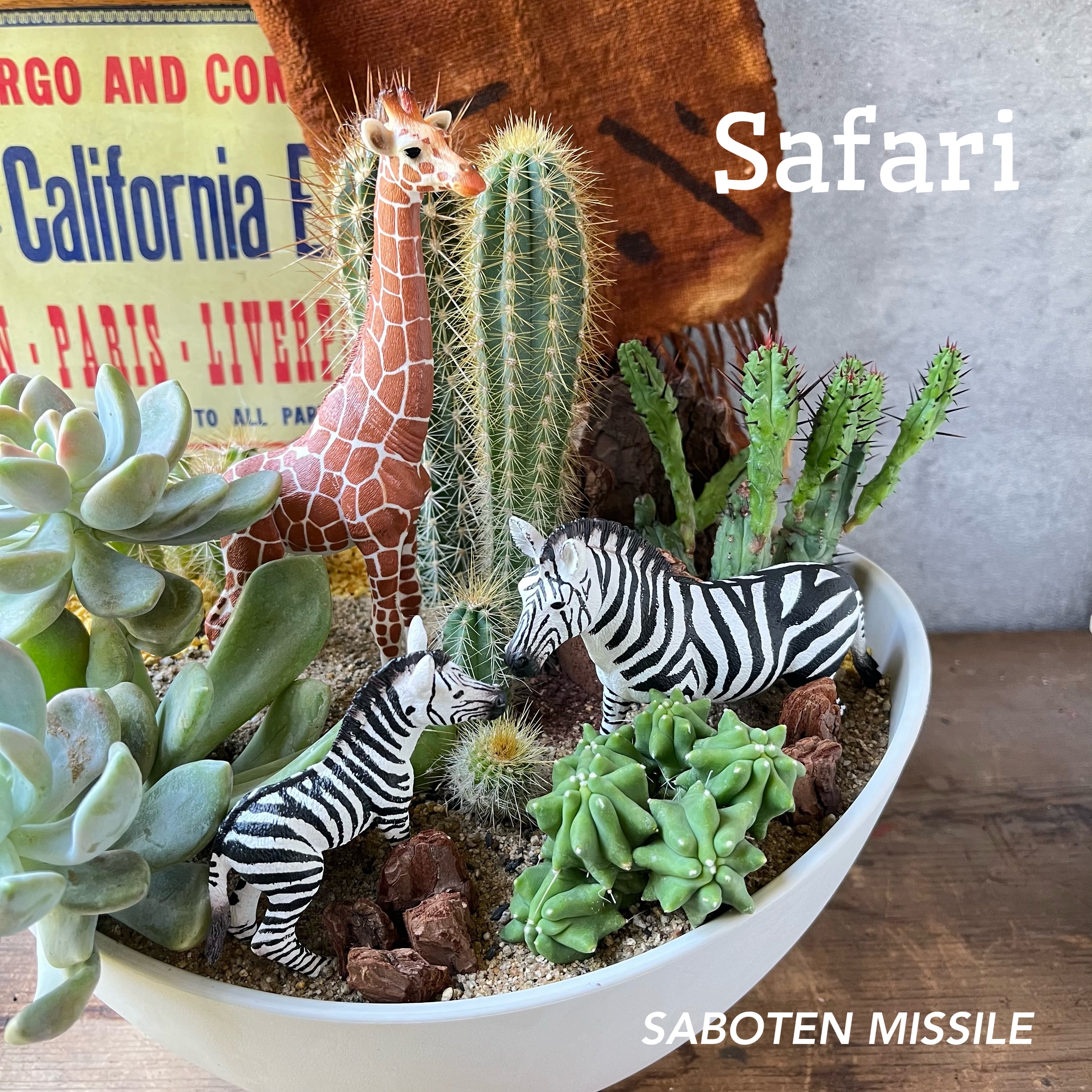 Safari | SABOTEN MISSILE