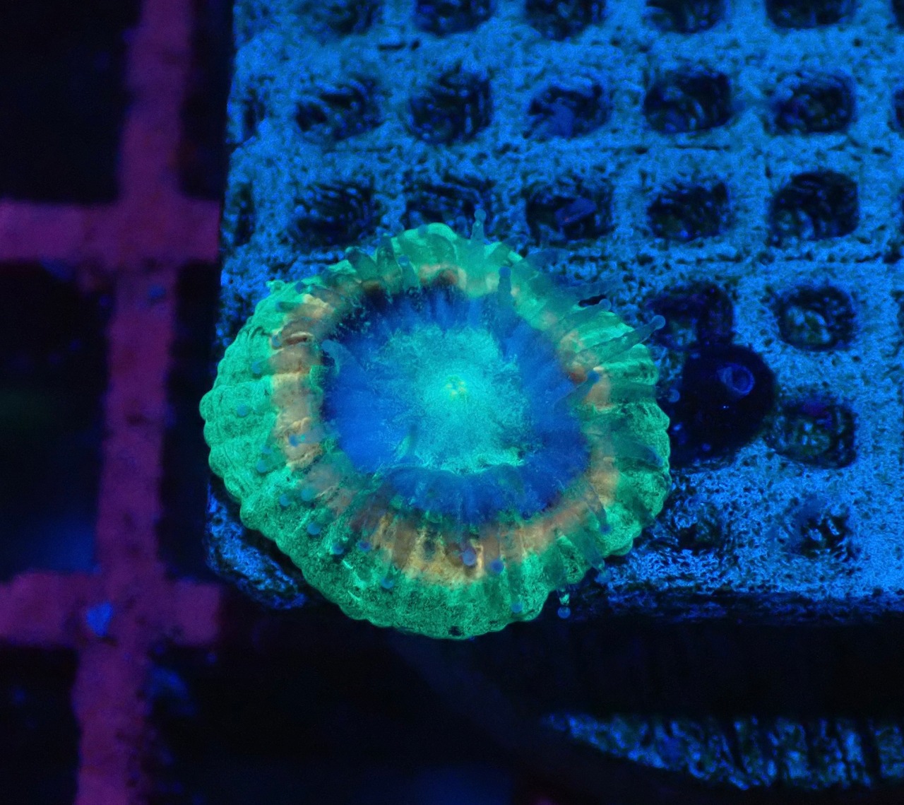 Trachyphyllia Baby 4