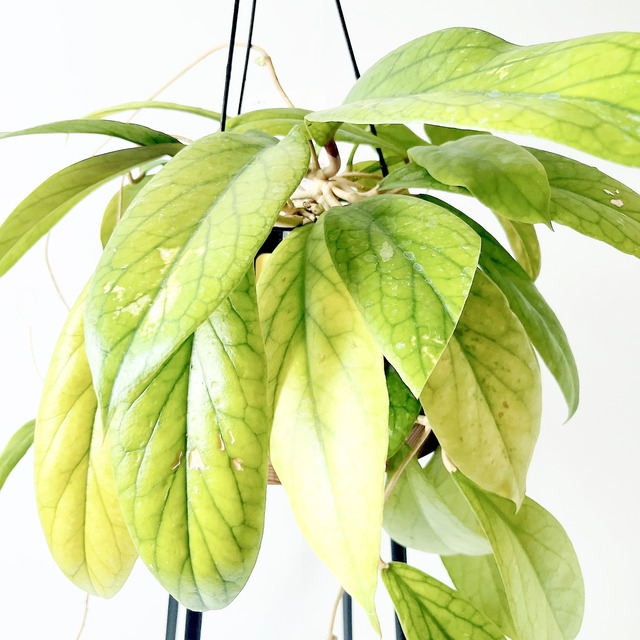 【Premium Plants】ホヤ ゴールデンアイ 希少種 初入荷 限定品