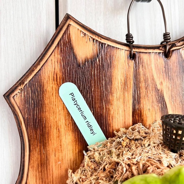 ビカクシダ リドレイ 板付 【観葉植物 室内 コウモリラン】