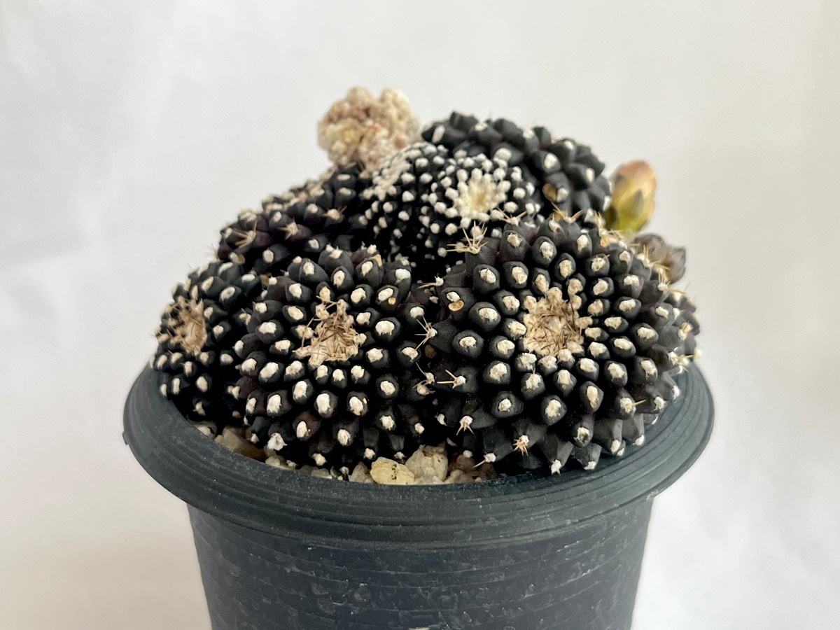 Copiapoa Tenuissima コピアポア テヌイシマ 魚鱗玉 サボテン | plants MARU ーサボテン・多肉植物のお店ー