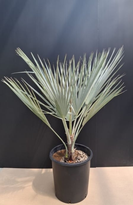 逆さ植えです。フペルジア『Carinata Nang-klay』 逆さ植えです。フペルジア『Carinata Nang-klay』