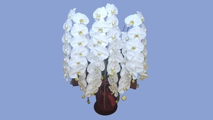 5本立て 60輪-65輪