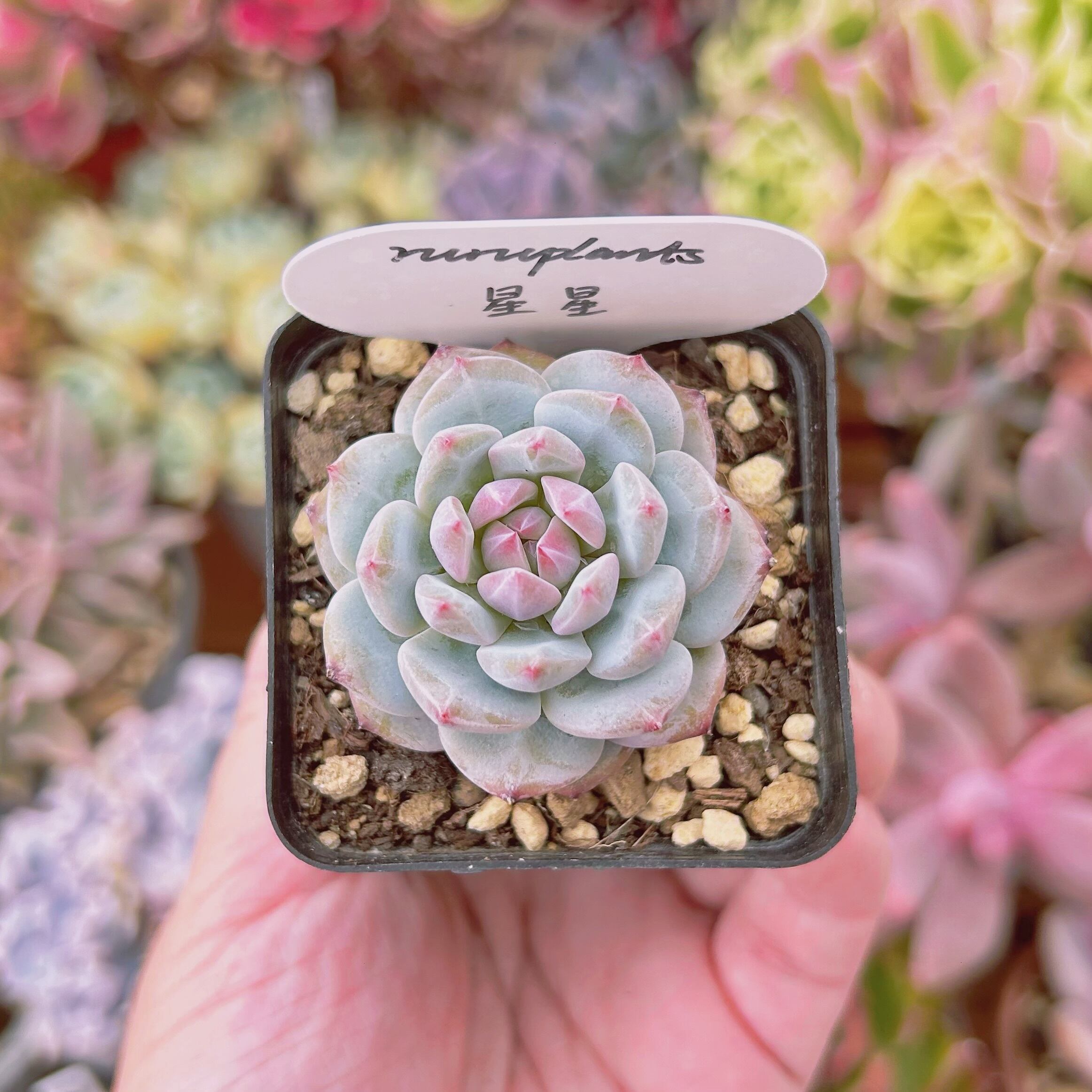 現物　多肉植物　星星　抜き苗