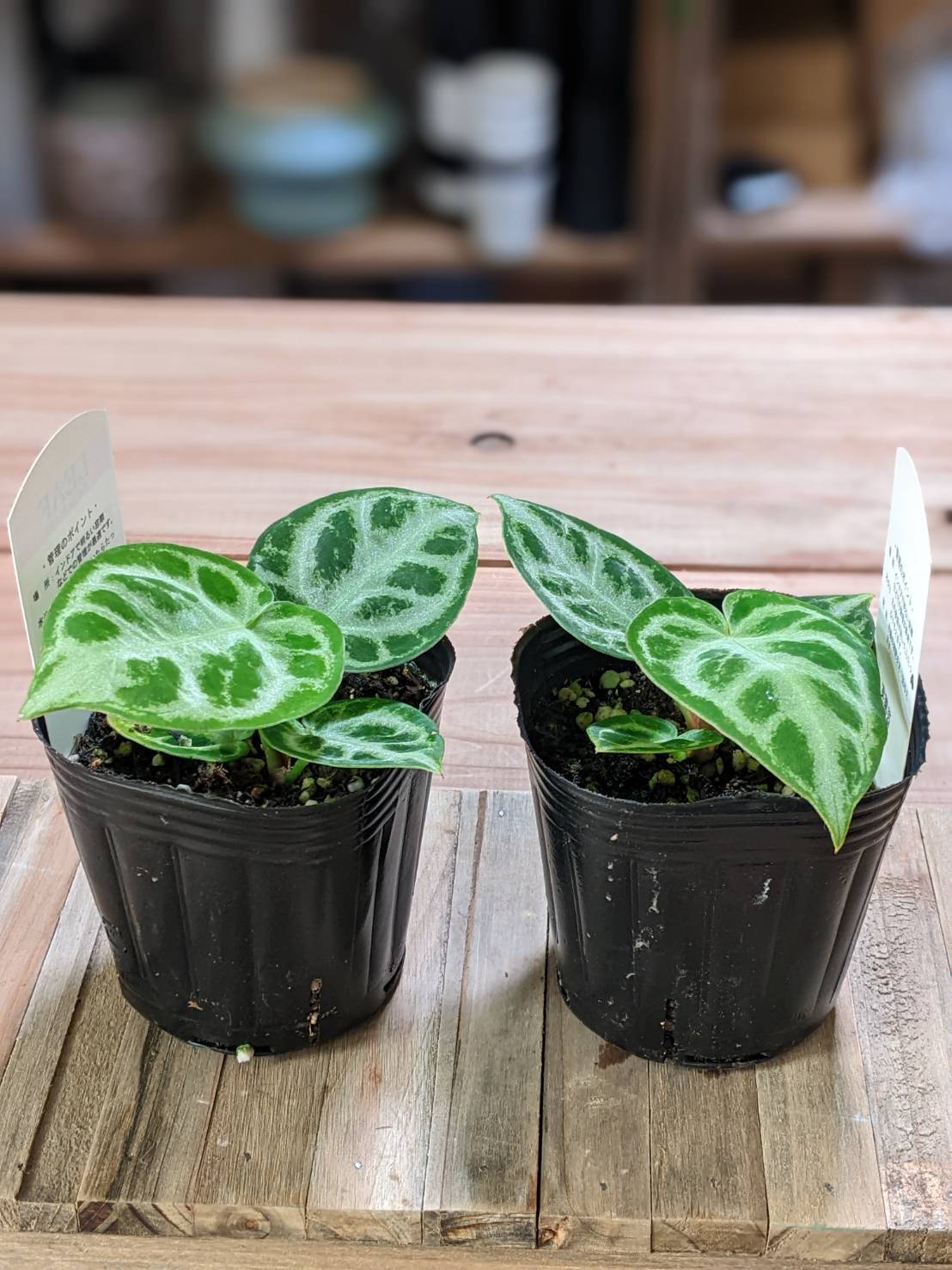 アガベ agave チタノタ オテロイ 白鯨 | Pay ID