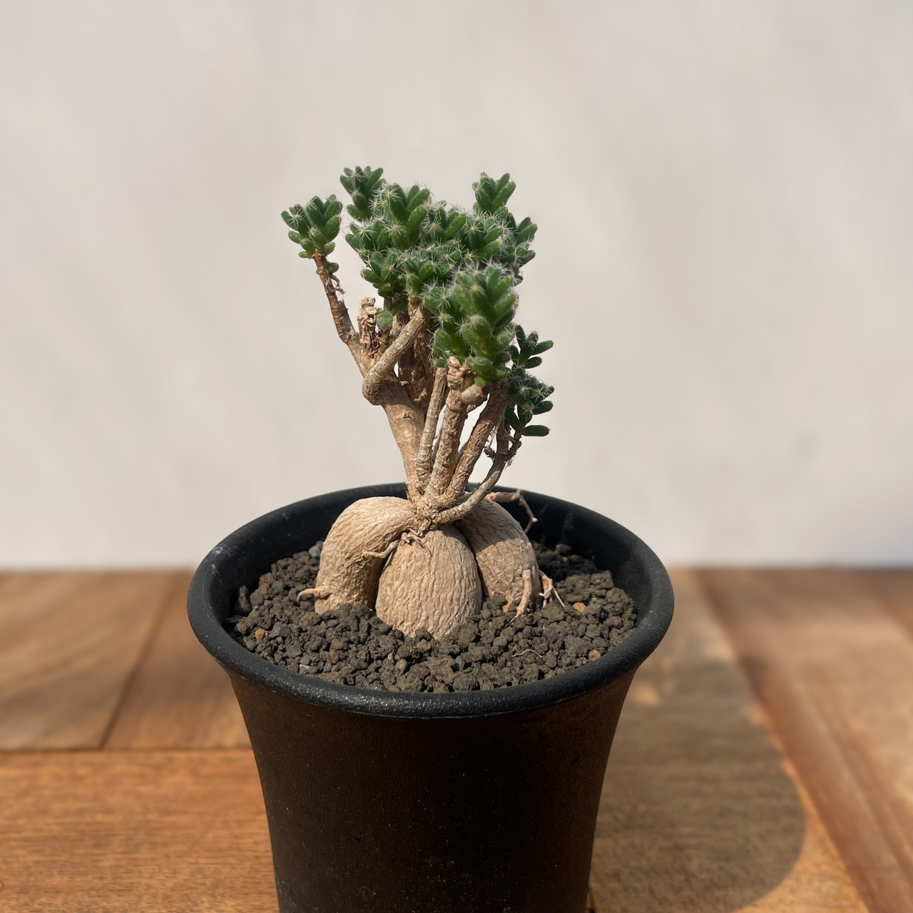 Trichodiadema bulbosum【トリコディアマ・姫紅小松】