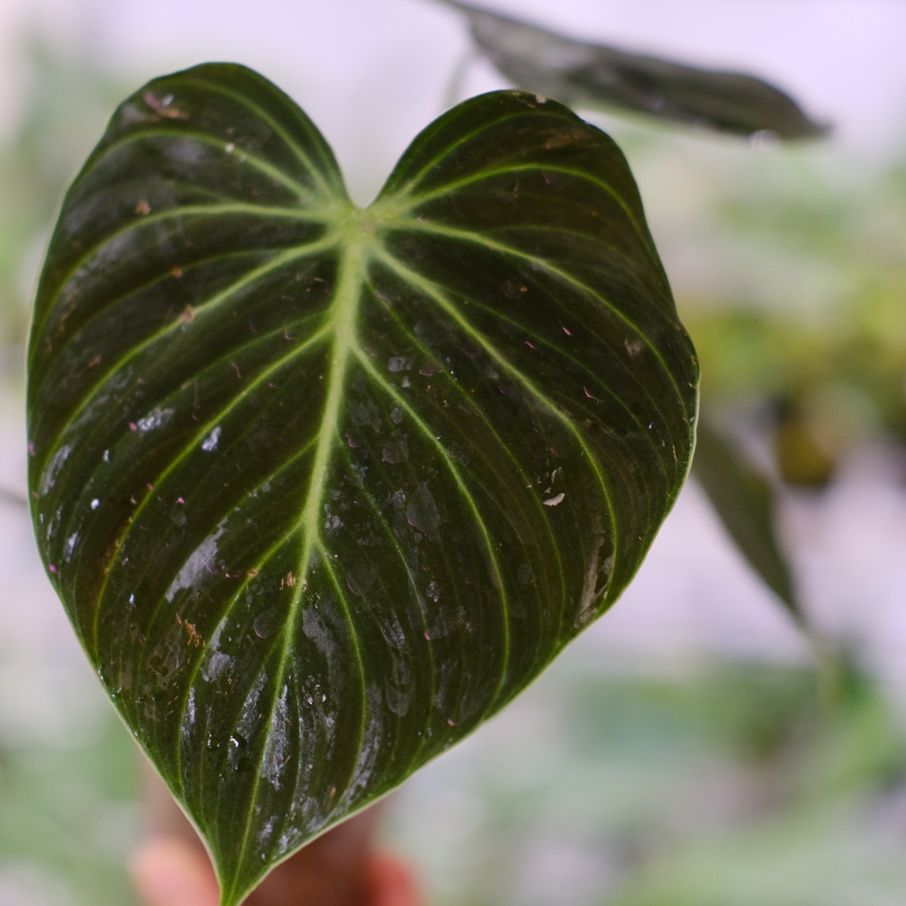 フィロデンドロン エルチョコレッド / Philodendron "El Choco Red"⑨ / 観葉植物<育て方・花言葉>