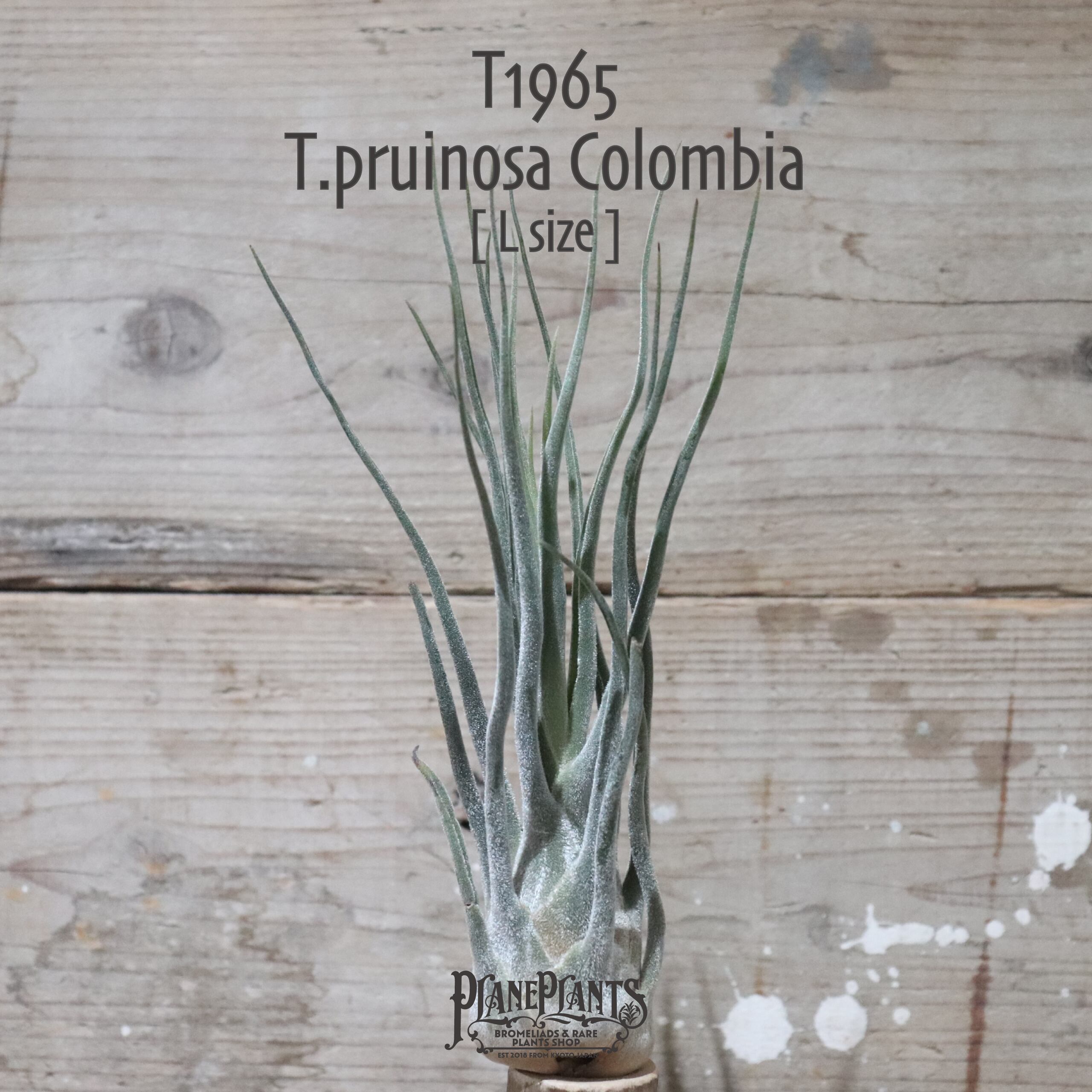 【送料無料】プルイノーサ コロンビア〔エアプランツ〕現品発送T1965