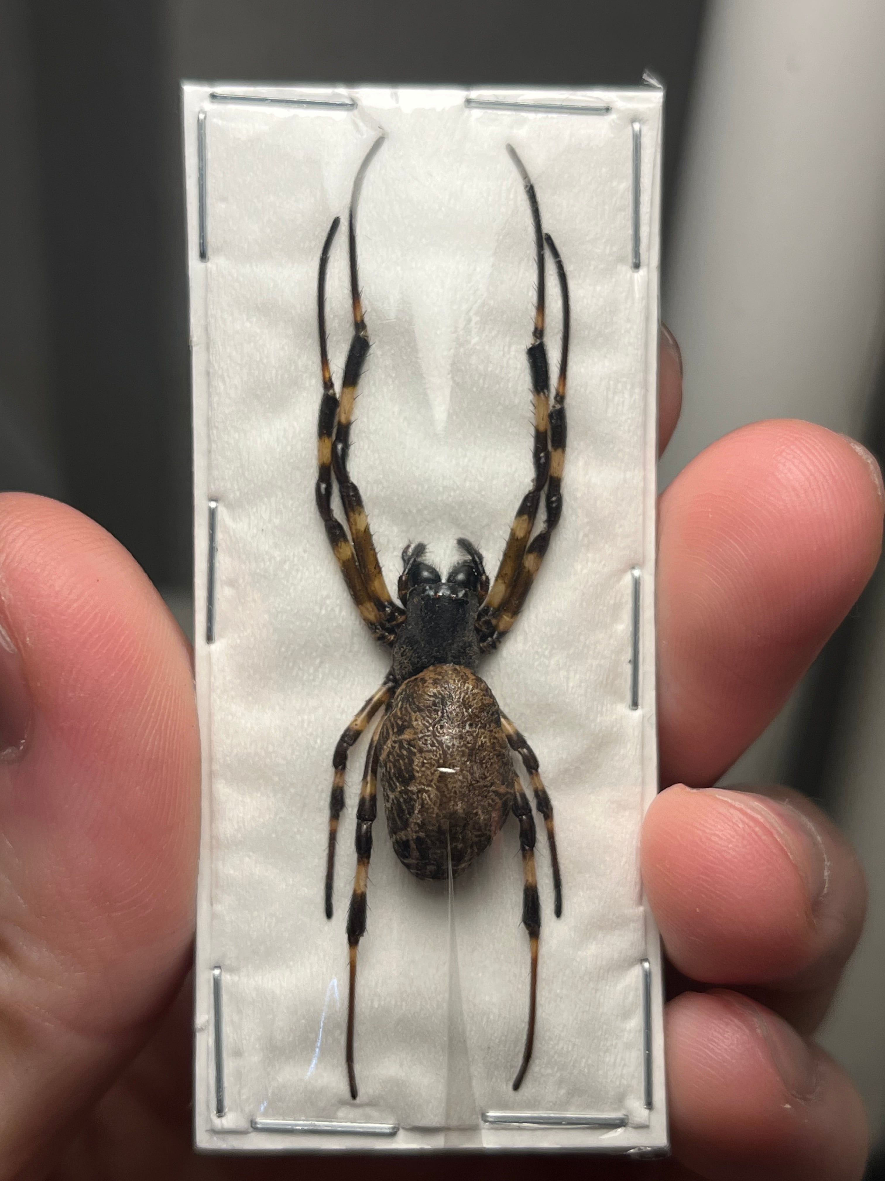 属内入門種】Pachysoma denticollis パキソマ フンチュウ ハネナシ