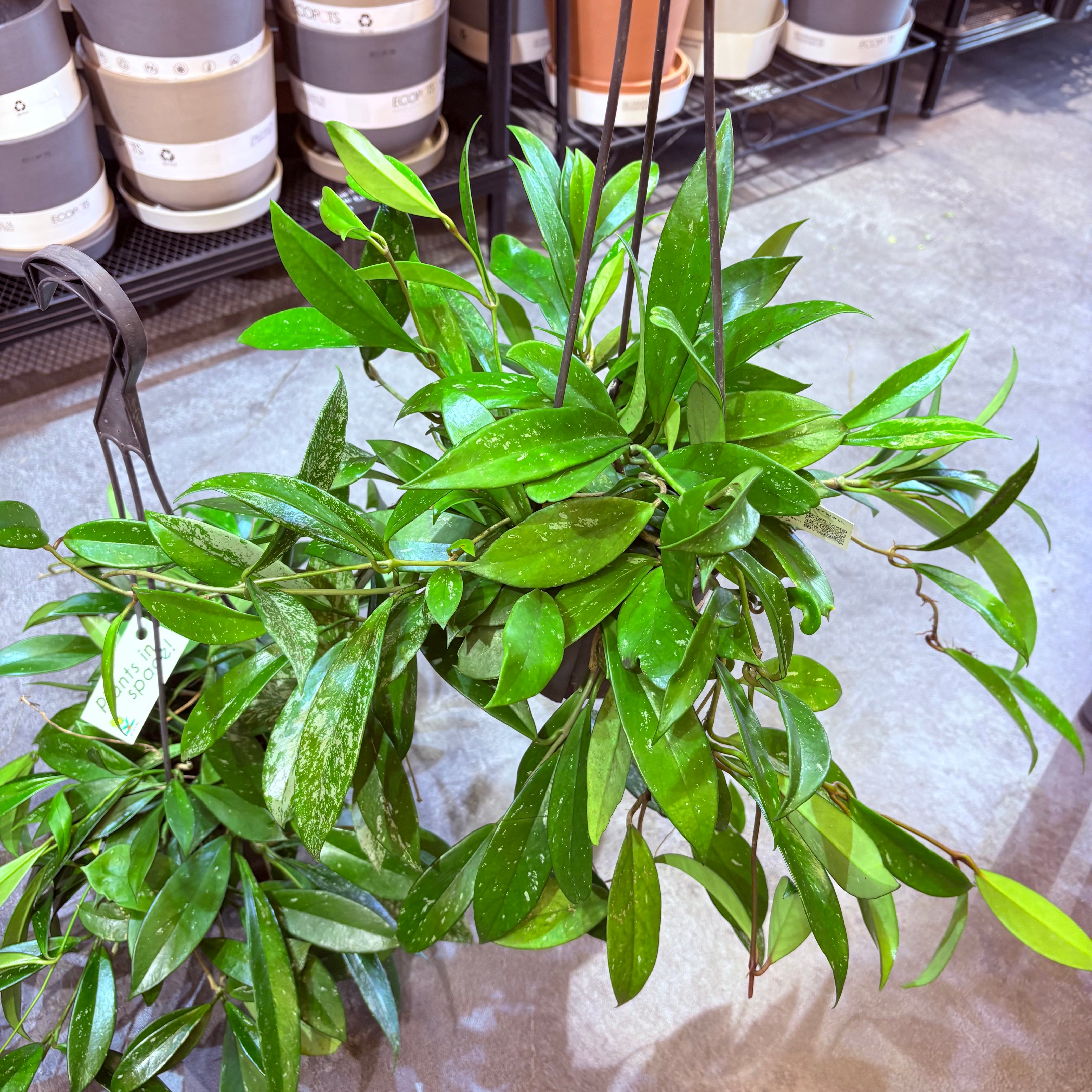 ホヤ プビカリクス 5号 | Green Vibes 宇都宮市の観葉植物専門店
