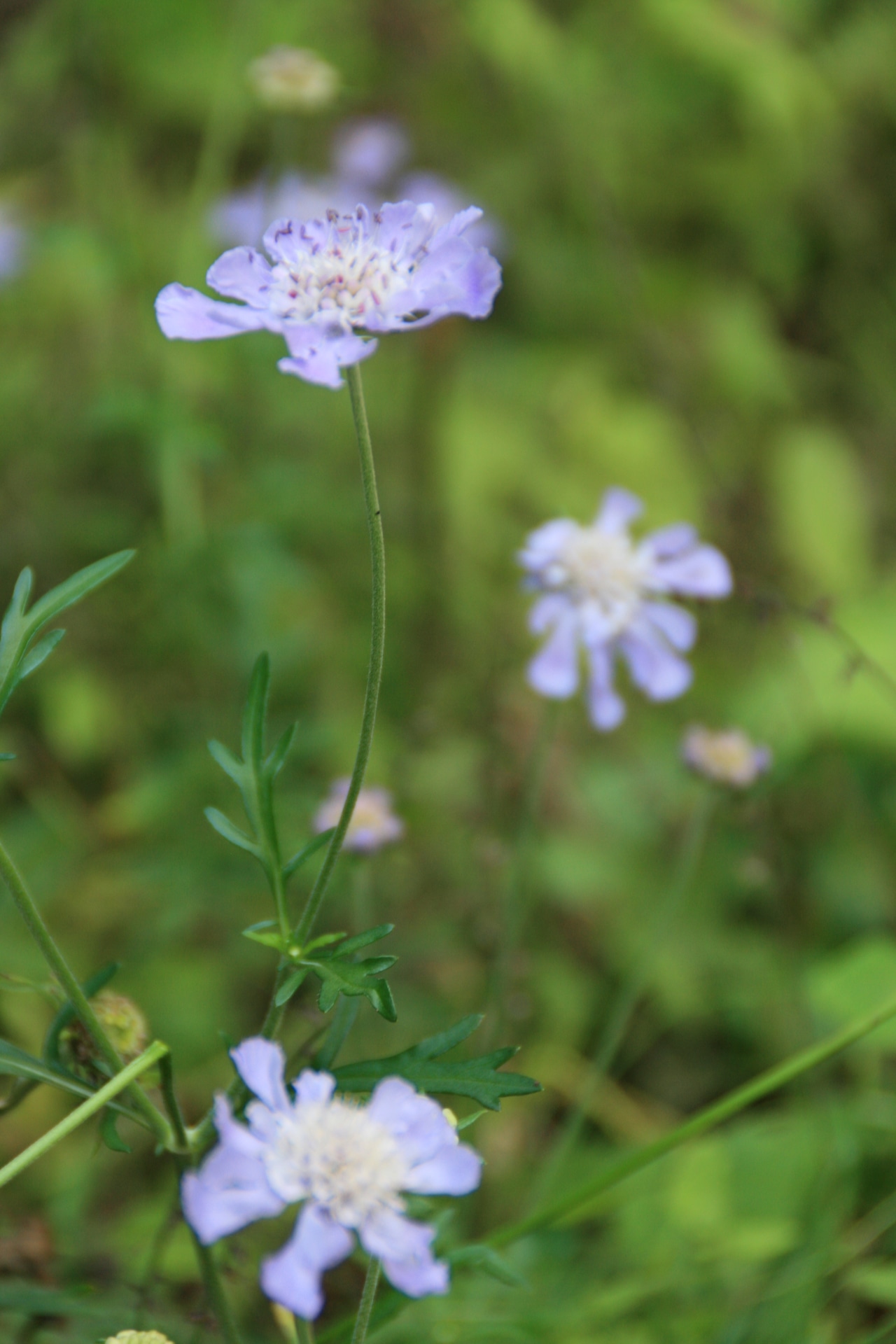 マツムシソウ(松虫草)7,5cm〜9cmポットの画像02