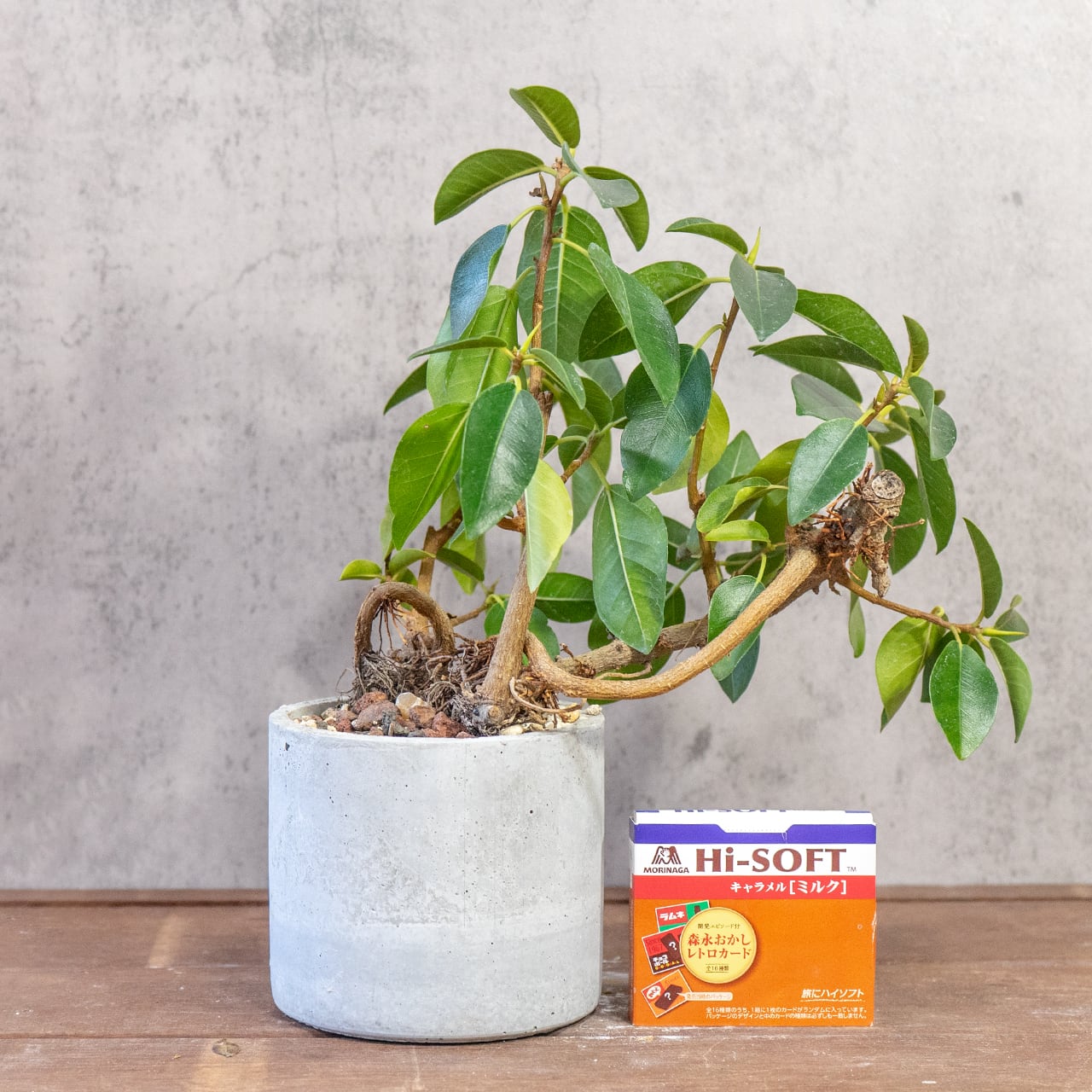 フランスゴムの木｜複雑に絡み合う根と枝が魅力の一点物【モルタル鉢仕立て／レア樹形】