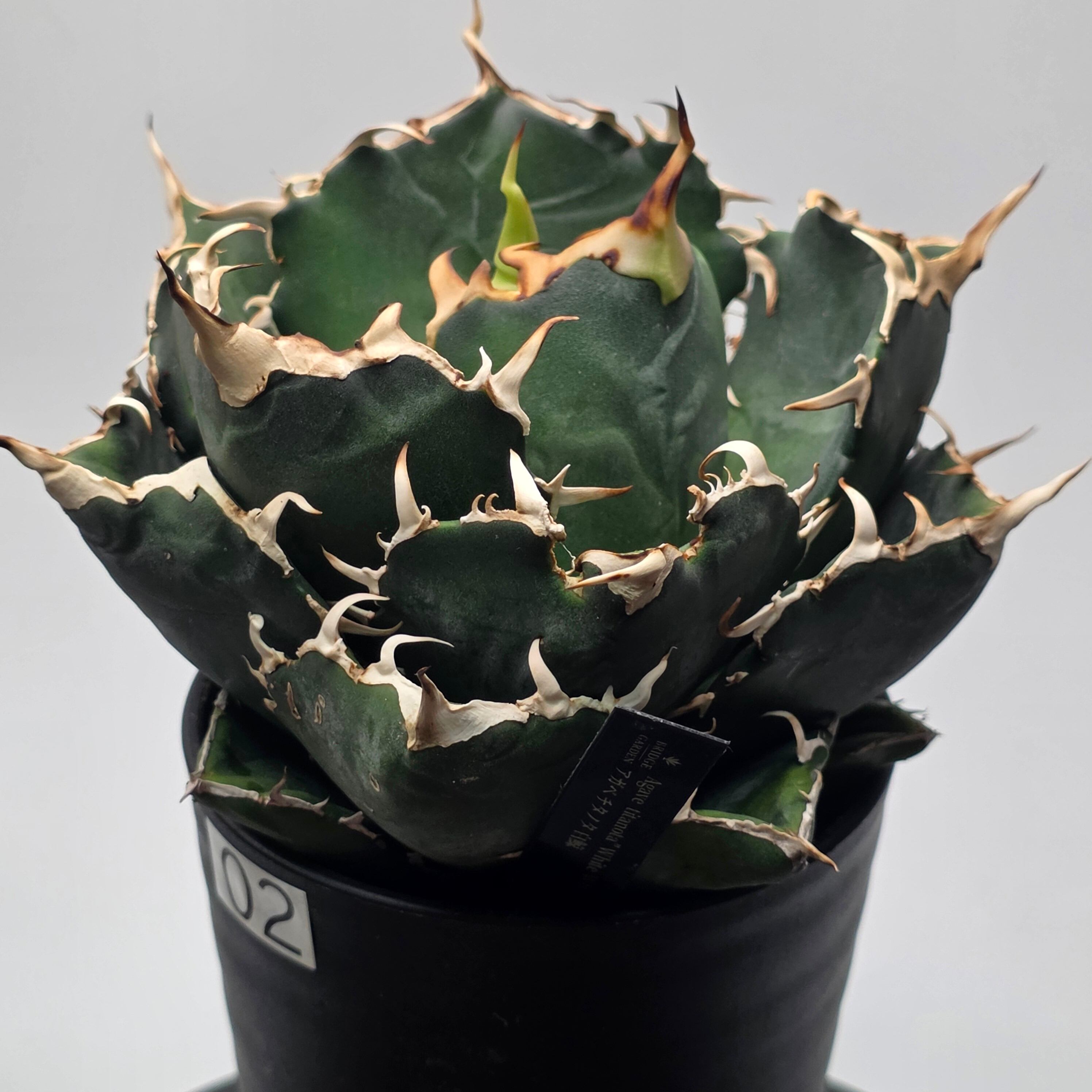 アガベ チタノタ 白鯨 (Agave titanota 'Hakugei') | BRIDGE GARDEN