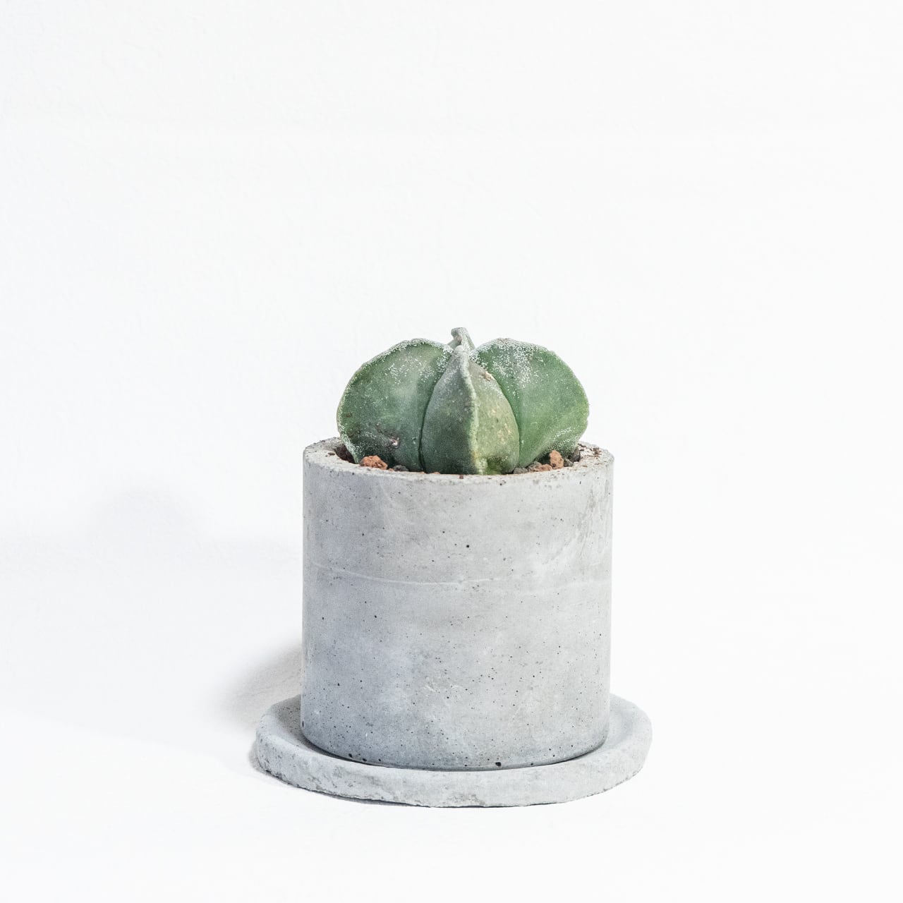 碧瑠璃ランポー玉|幾何学的なフォルムと上品なマット質感が映える1点物サボテン【モルタル鉢仕立て】