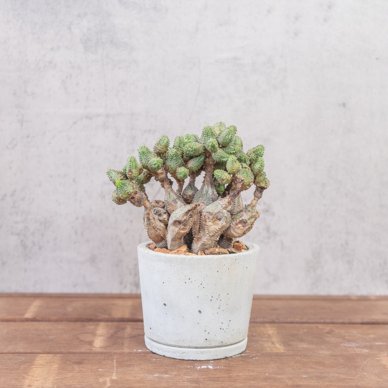 オベサブロウ 荒々しい幹肌と可愛らしい新芽の対比 自作モルタル鉢の一点物