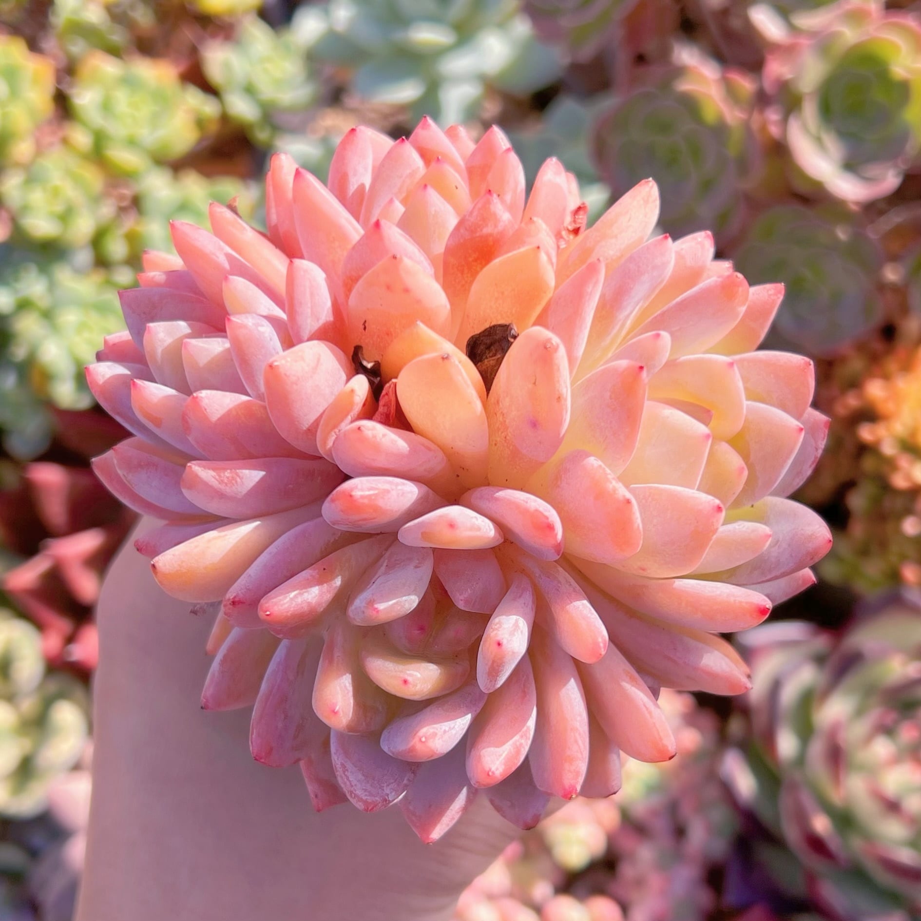 多肉植物 オレンジモンロー 特大群生 新入荷 るる農園 | るる農園~多肉