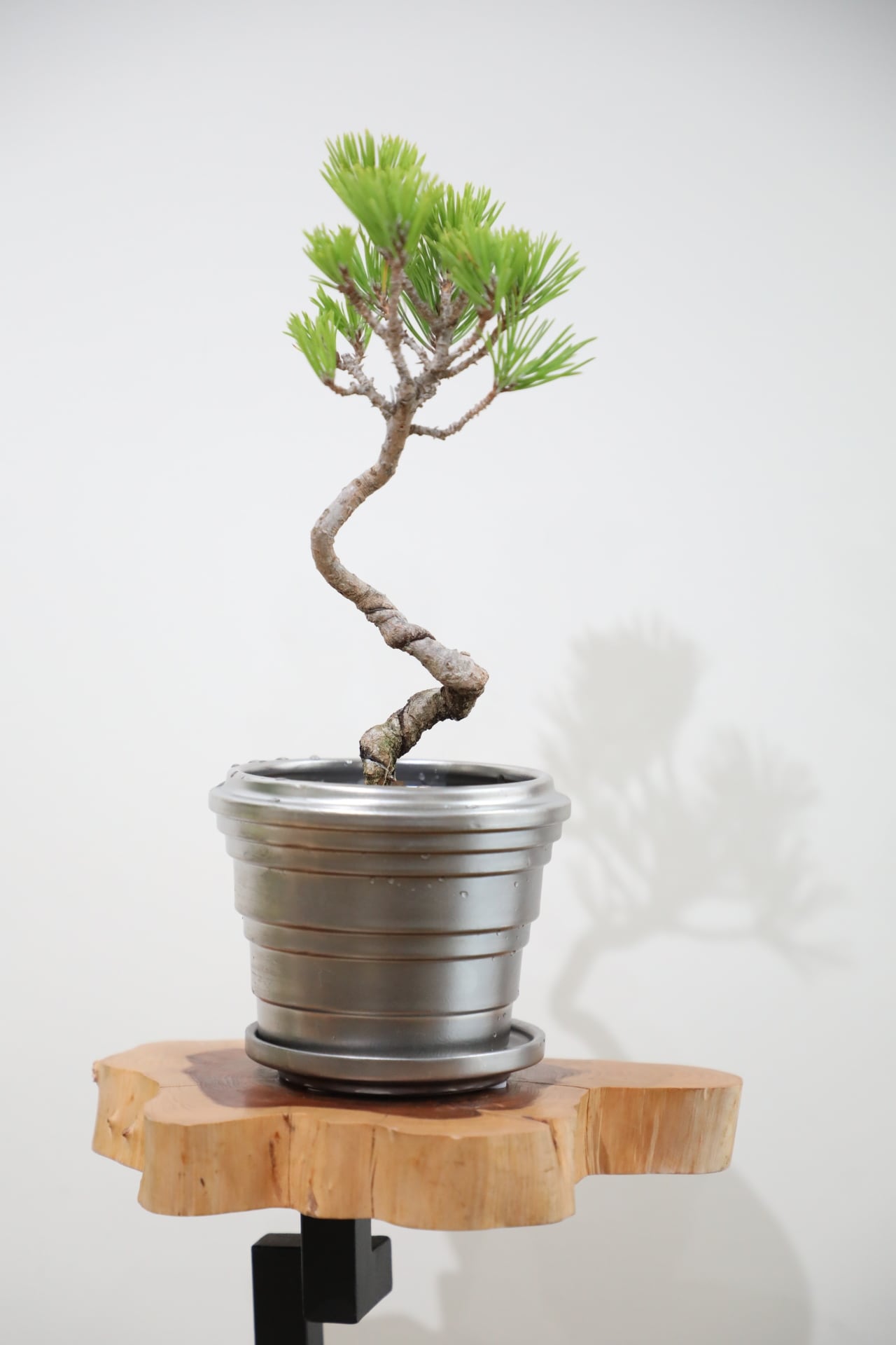 S】黒松 盆栽/Japanese black pine bonsai ※陶器鉢付き | 【厳選植物