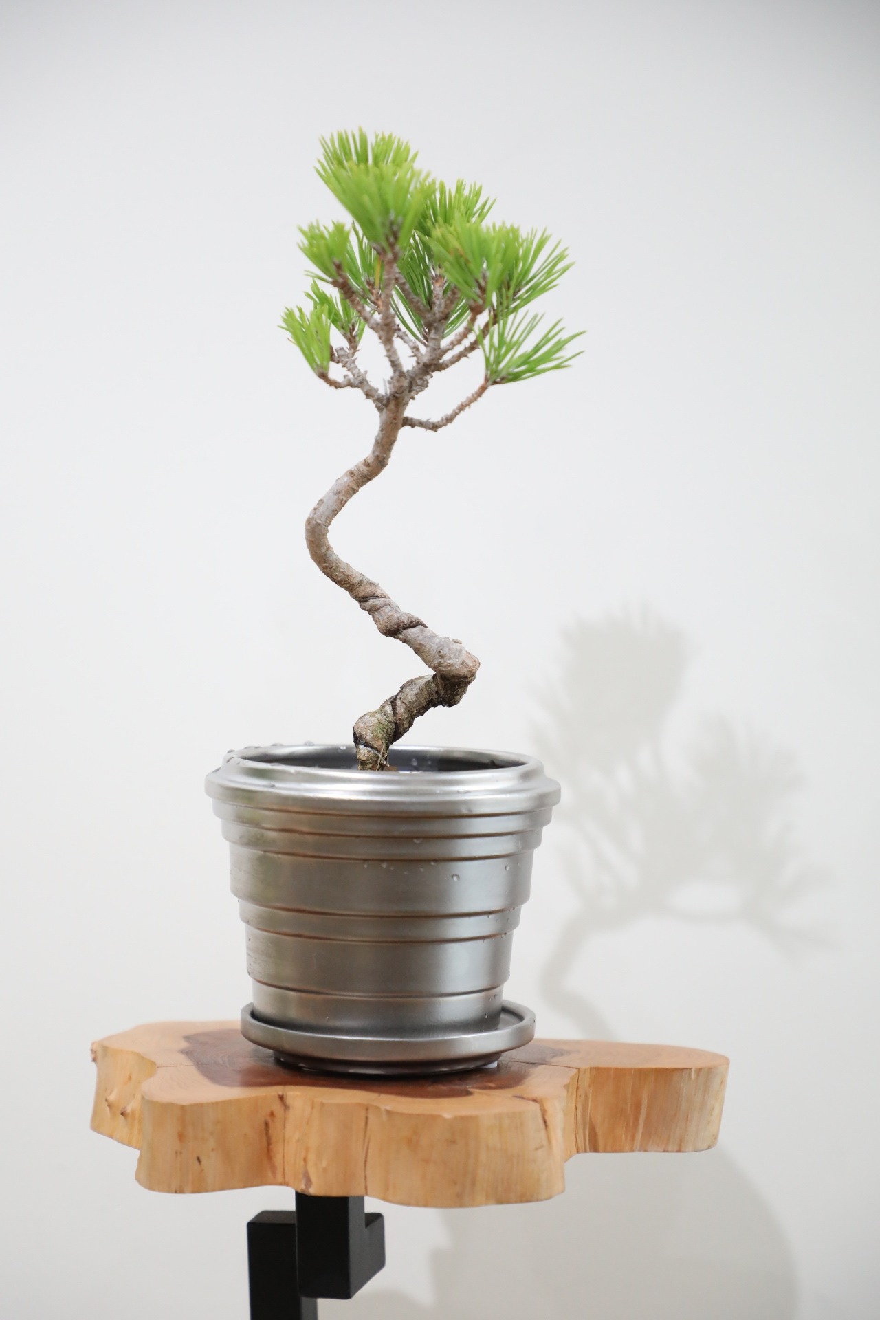 【S】黒松 盆栽/Japanese black pine bonsai 　※陶器鉢付き