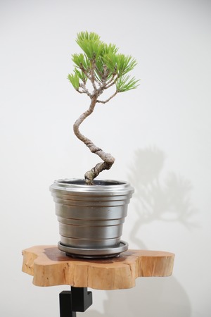 【S】黒松 盆栽/Japanese black pine bonsai 　※陶器鉢付き