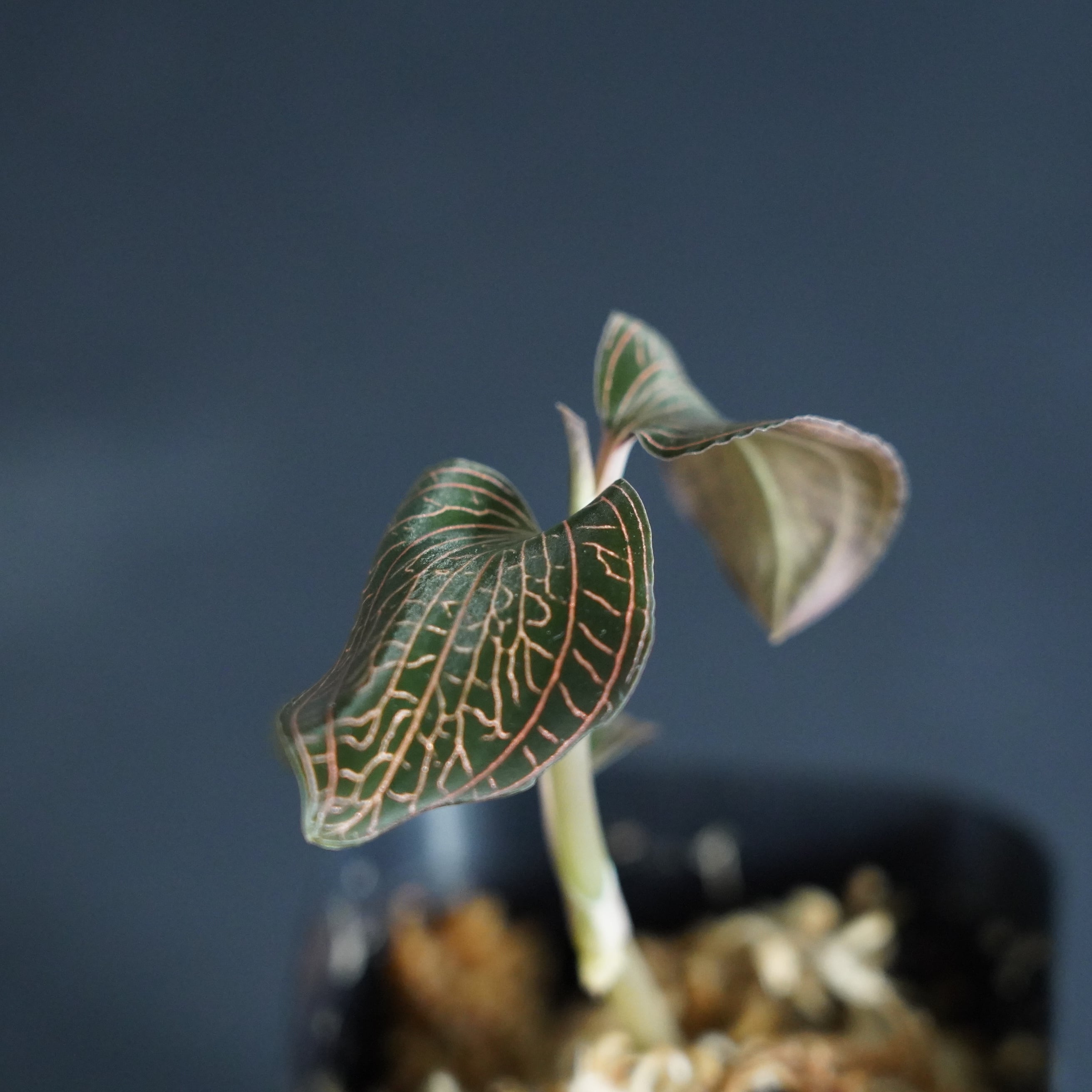 セイロンキシタアゲハ♂標本☆スリランカ☆ 106mm入手困難エリア鮮度