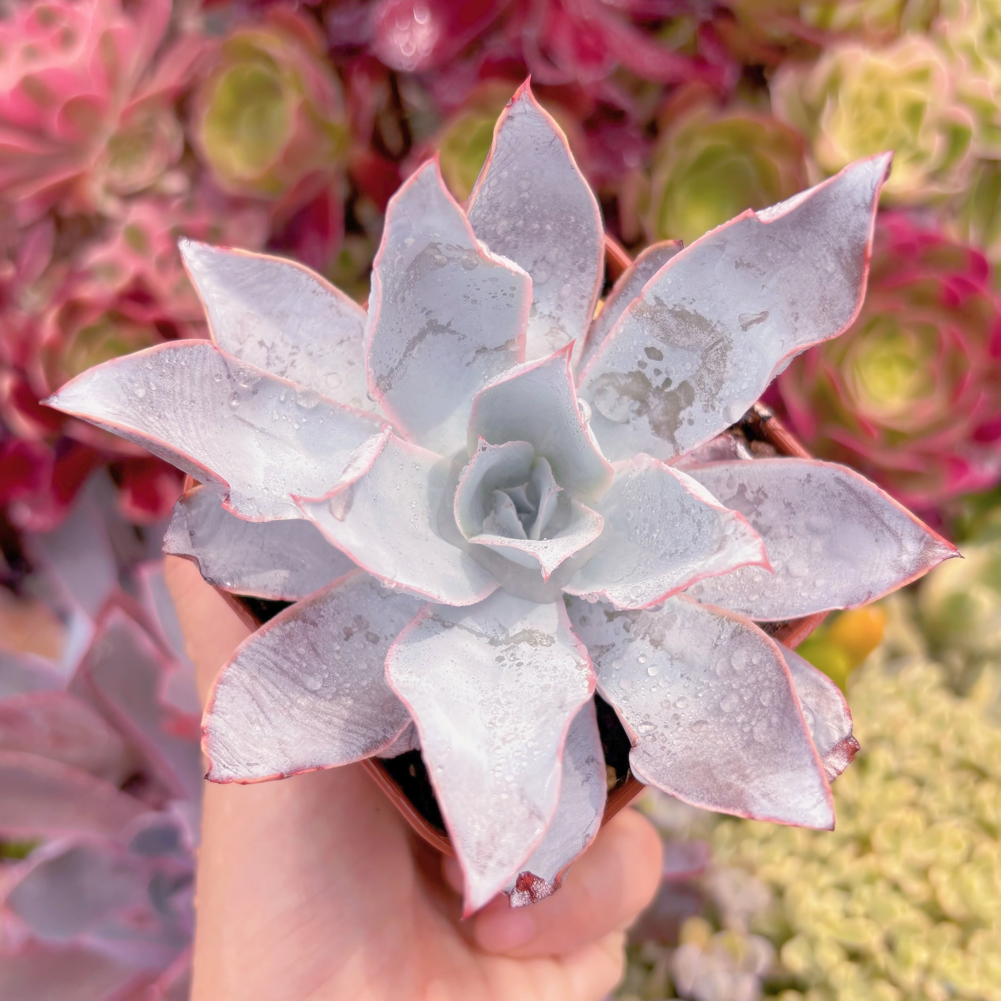 現品　カンテ#F024　るる農園