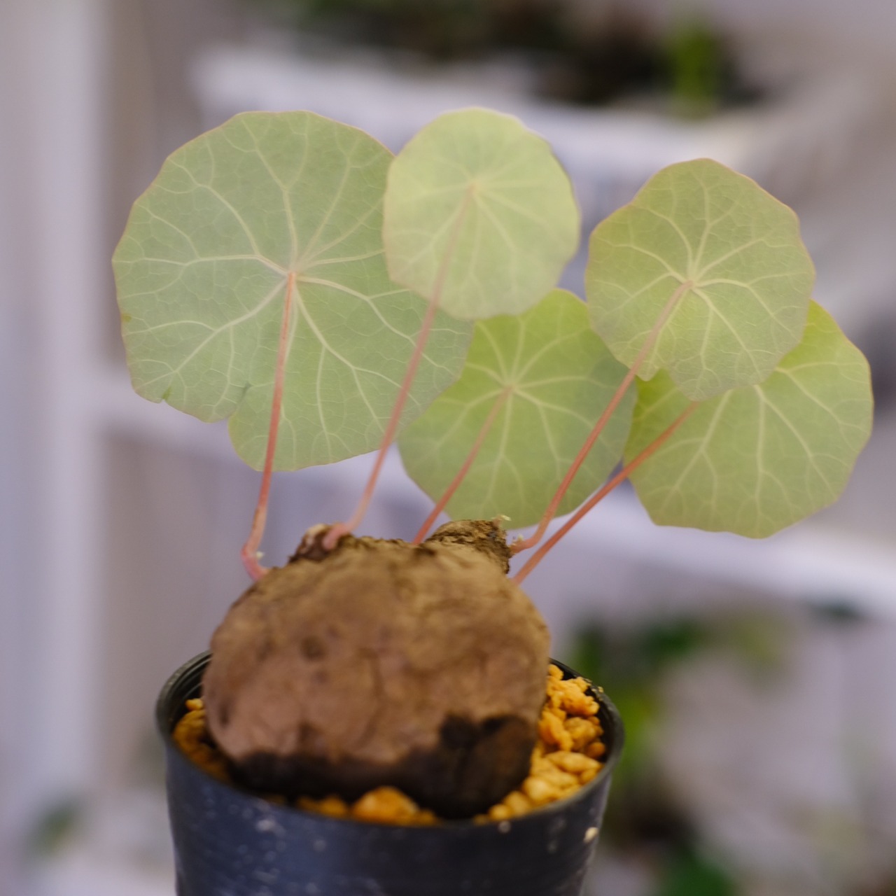 Stephania kaweesakii / ステファニア カウィーサキー㊴/ 観葉植物