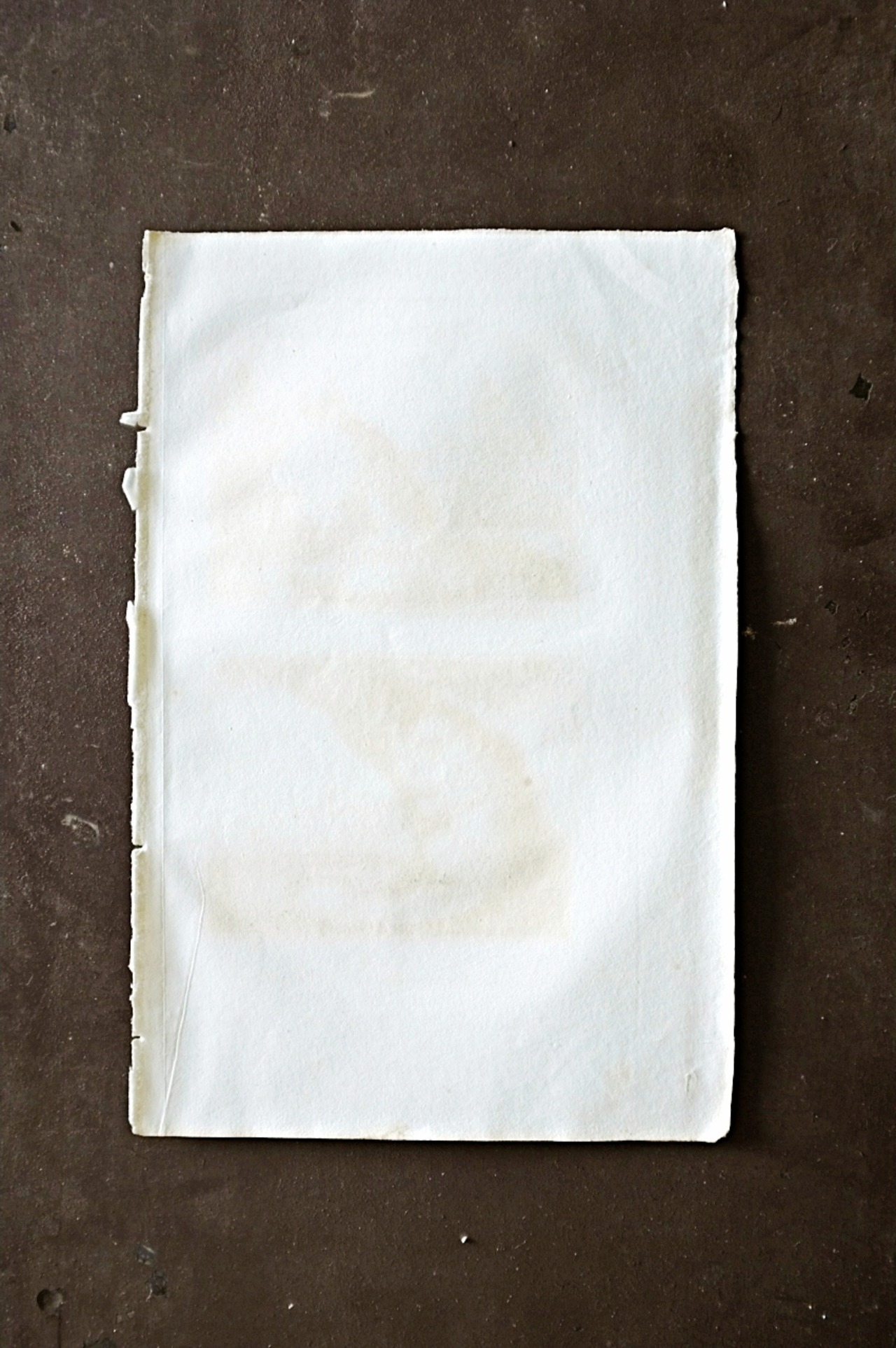 フランスアンティーク BUFFON 1835s ビュフォン伯爵による動物たちの博物画 ワタボウシタマリン  シルバーマーモセット