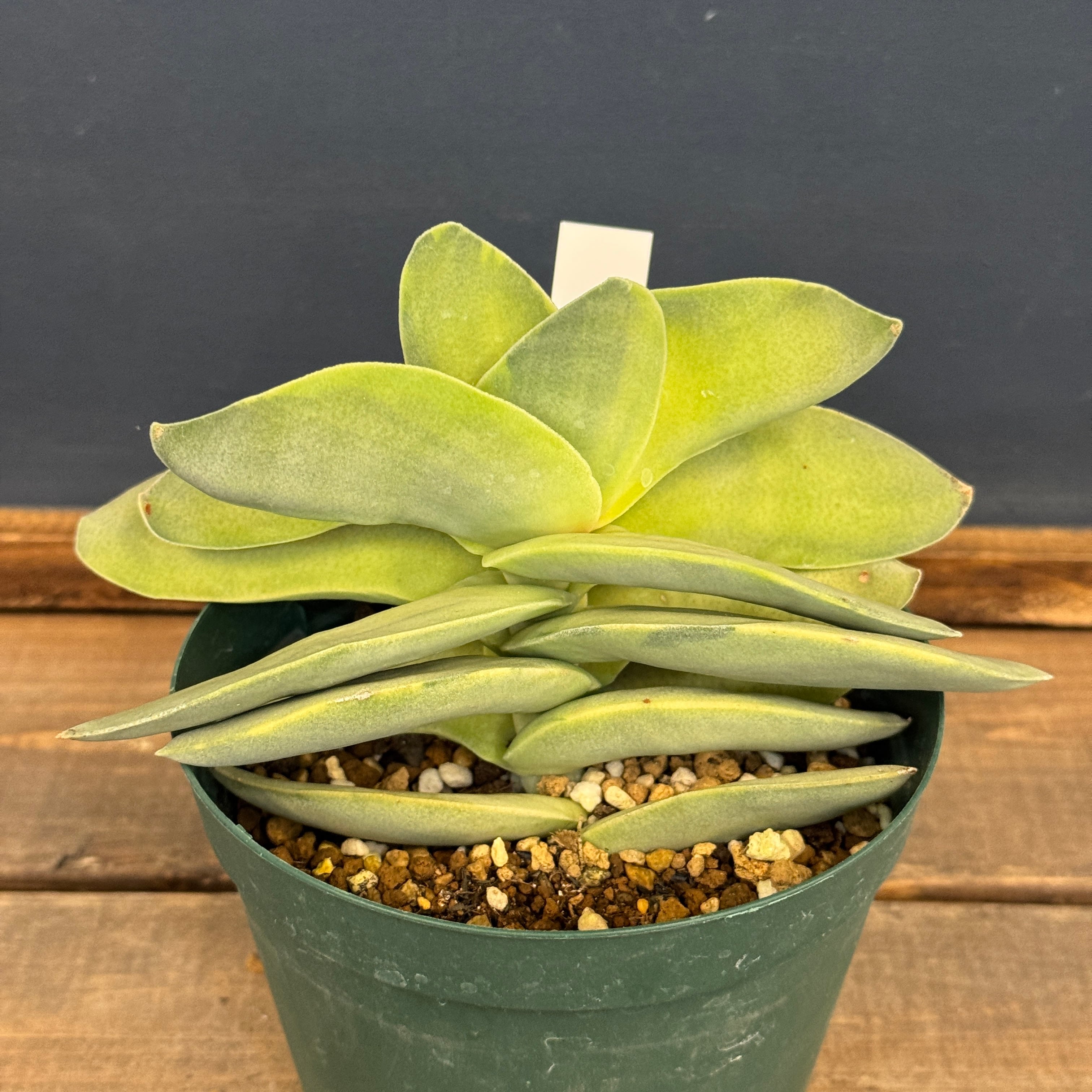 アガベ オテロイ 実生【229】 | PROTOLEAF プロトリーフ