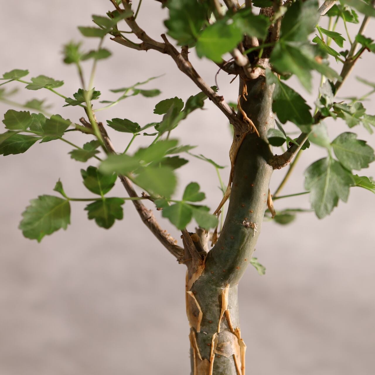 313 剥ける樹皮が魅せる『ブルセラ ファガロイデス Bursera fagaroides