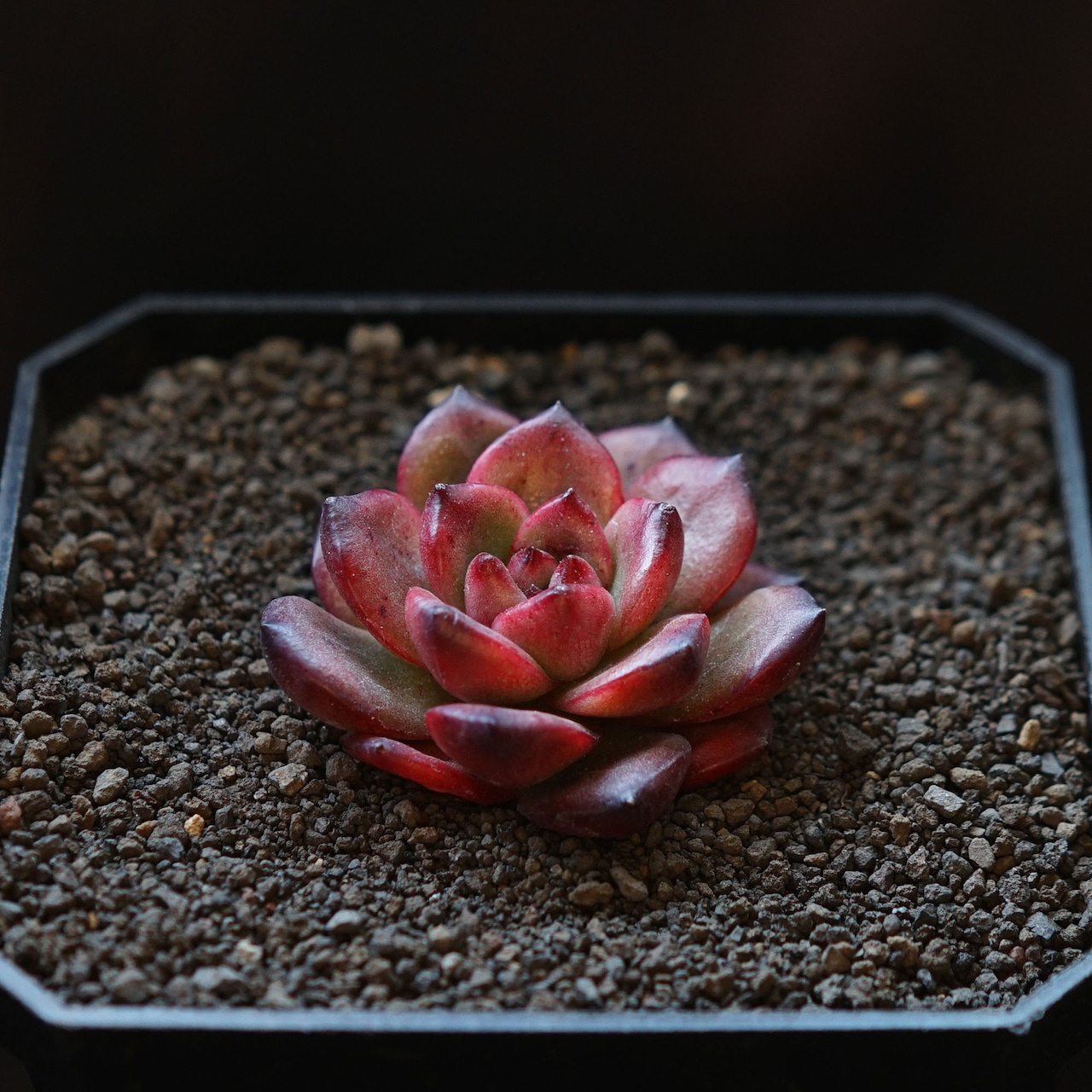 抜き苗 TM Echeveria 'TM'