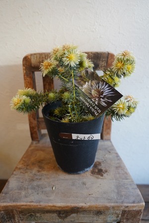 フィリカプベッセンスワフトフェザー　12