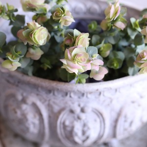 mondimanche　ハーブ　オレガノ　ケントビューティー｜優しいピンクXグリーンのお花　丈夫　寄せ植えをオシャレにする