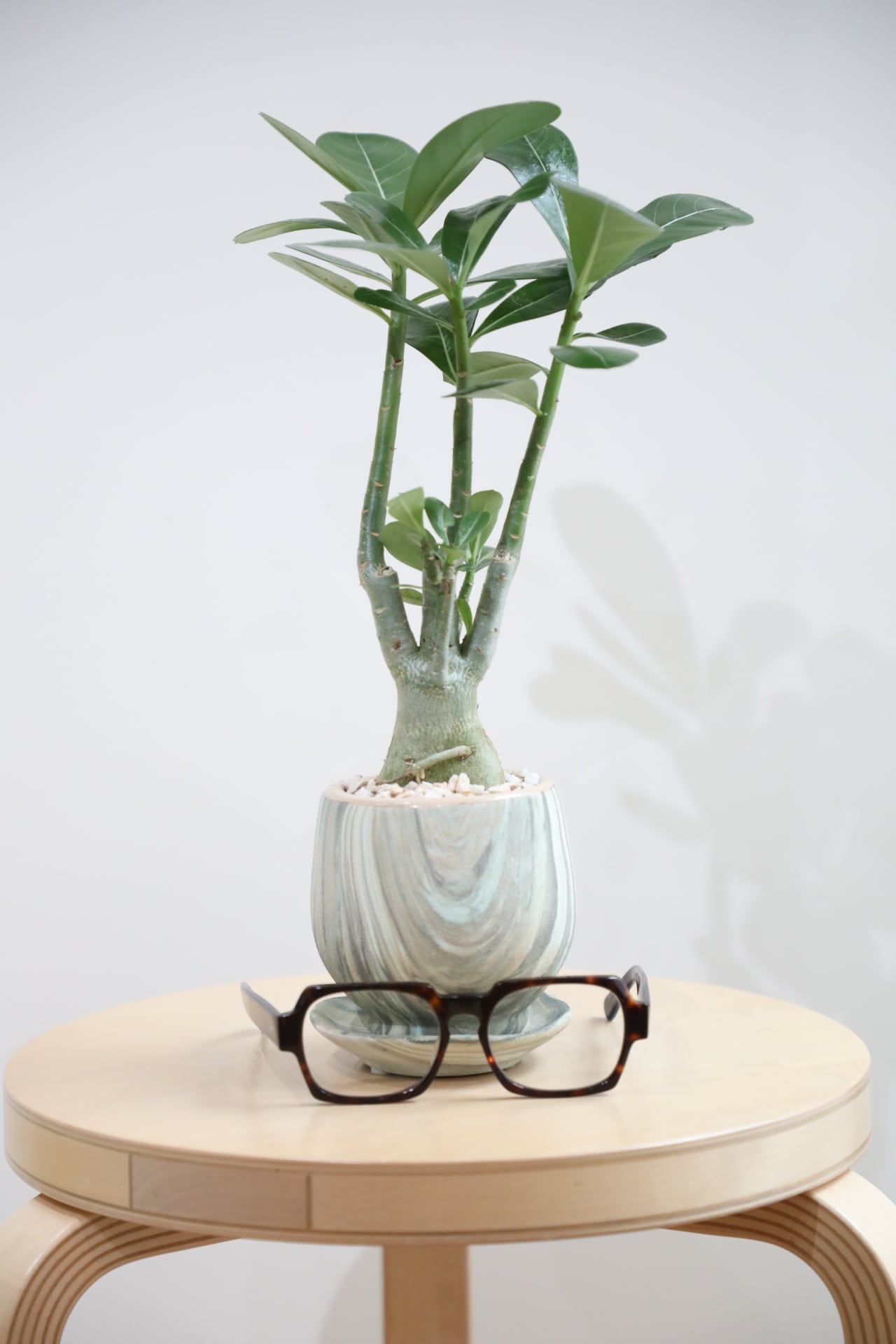 M】アデニウム アラビカム/Adenium arabicum | 【厳選植物・器】MIDORI