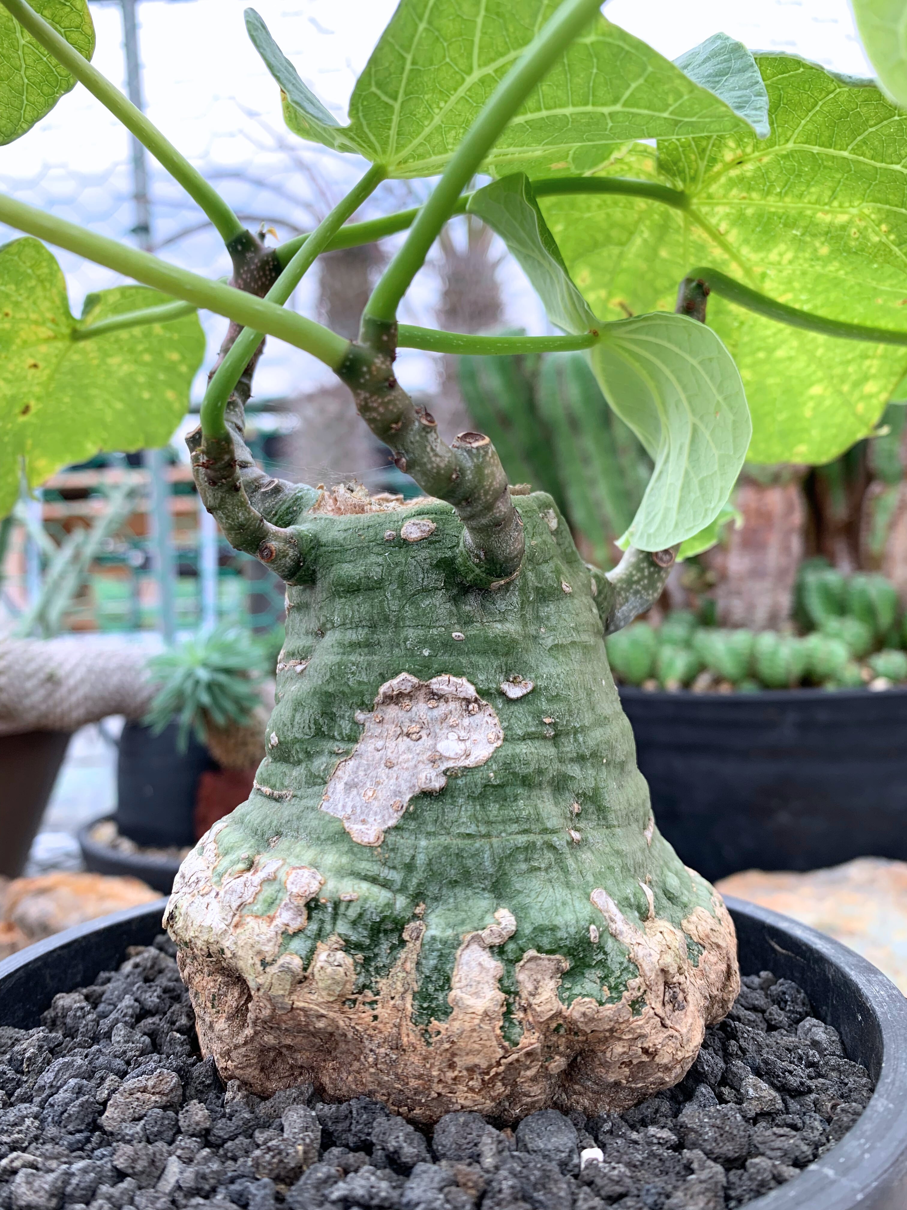 アデニア クリスタルグリーン 56【送料着払い】 | CACTUS330