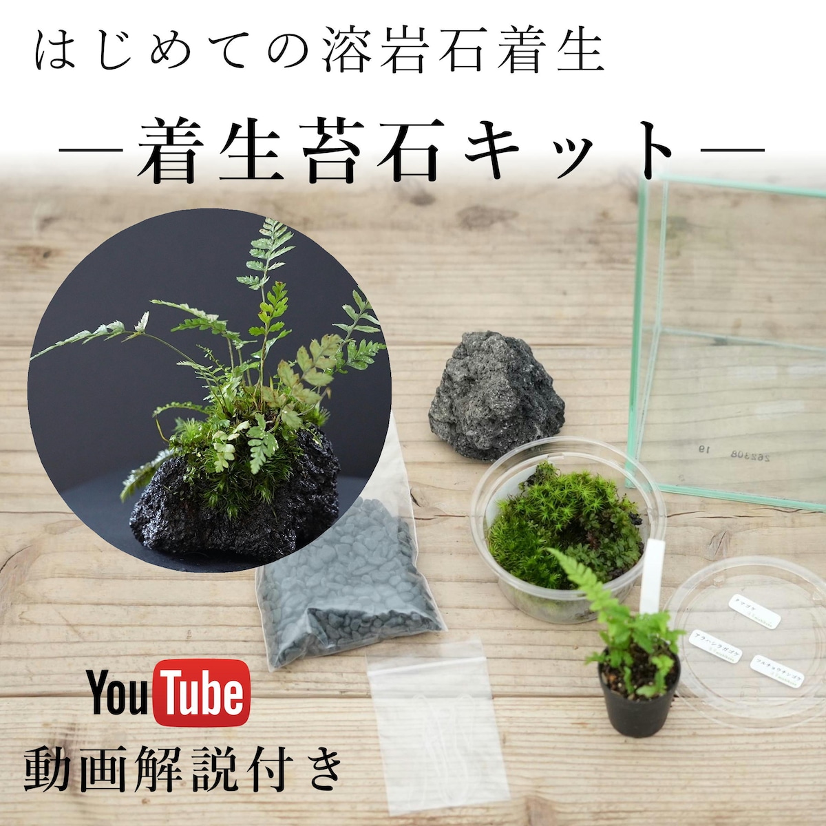 【作製キット】はじめての着生 シダとコケの着生苔石キット 動画解説付き | 苔テラリウム専門ショップ道草