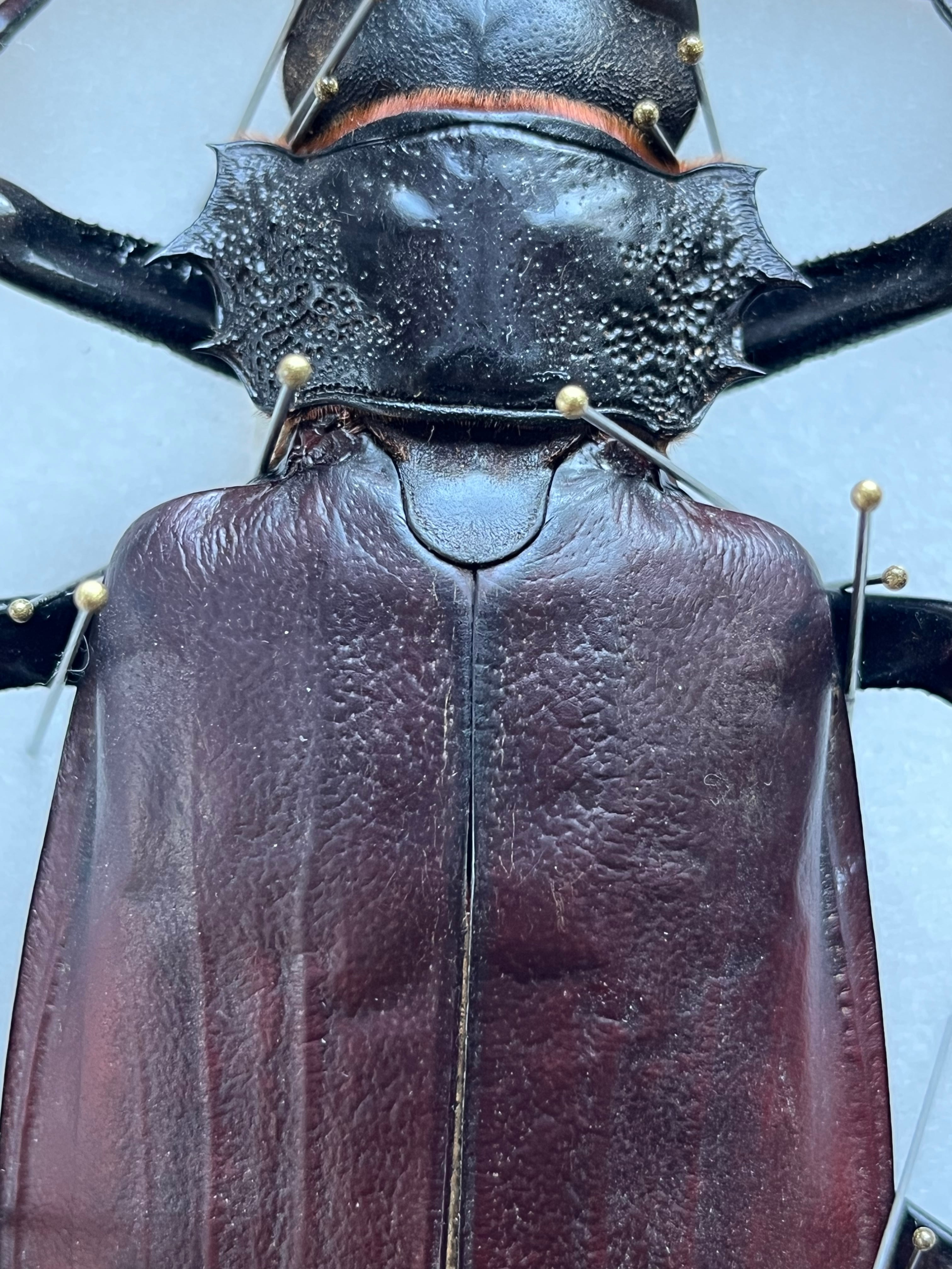 158mm】タイタンオオウスバカミキリ カブトムシクワガタハナムグリ