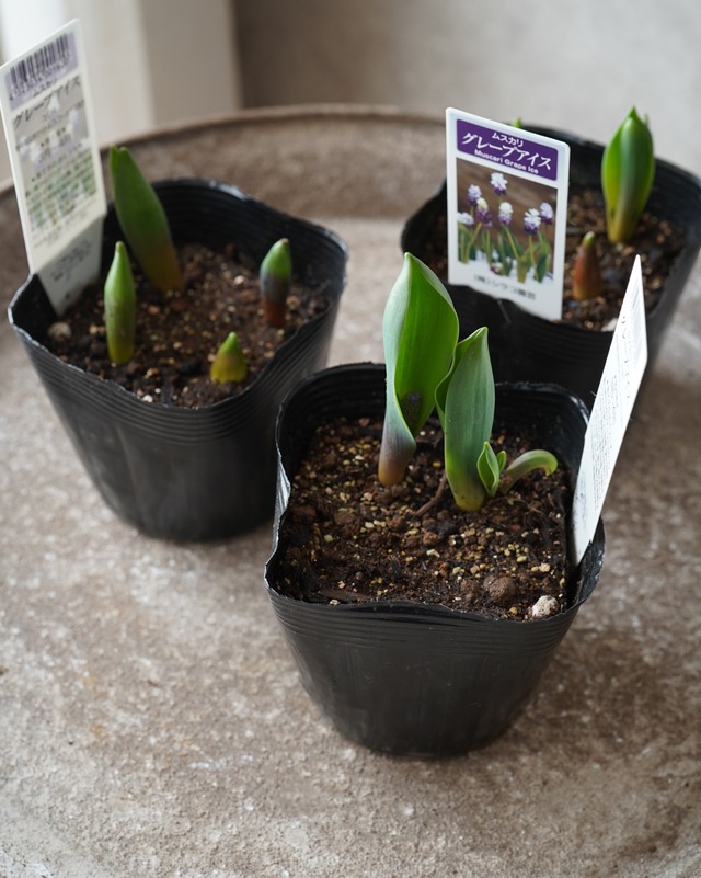 ムスカリ グレープアイス　紫×白 ４本植え