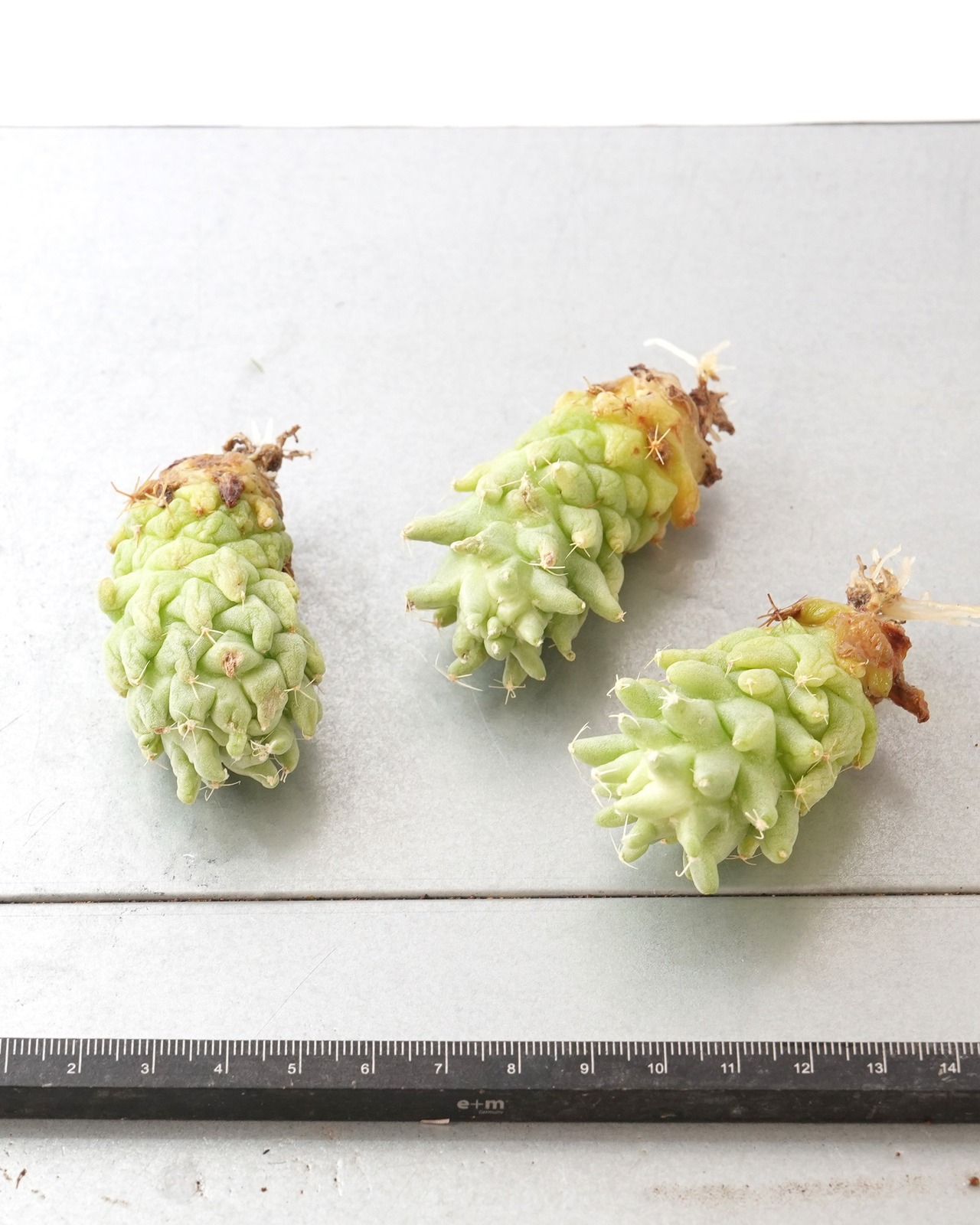発根済カット苗 マミラリア ロンギマンマ モンスト M Mammillaria longimamma f.monstrosus
