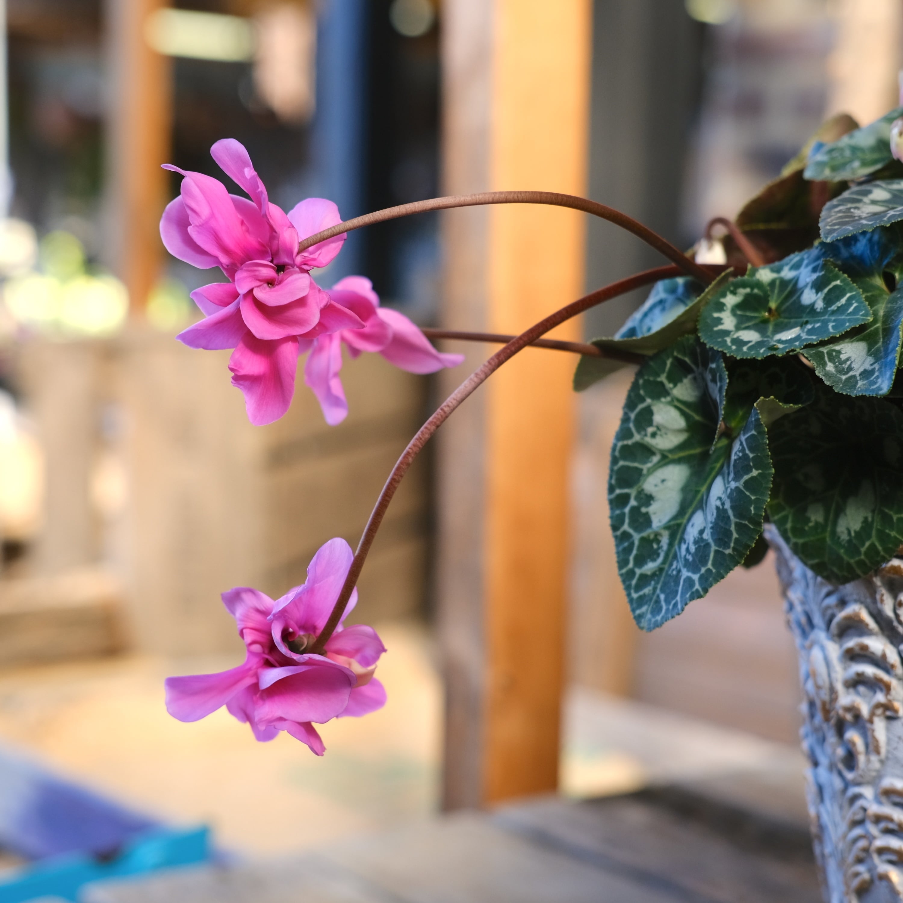 八重崎ミニシクラメン 斑入り チモピンク　②　＊同梱推奨商品 No, 17】ミニシクラメン チモシリーズ 八重《 枝垂れざき 》鉢なし