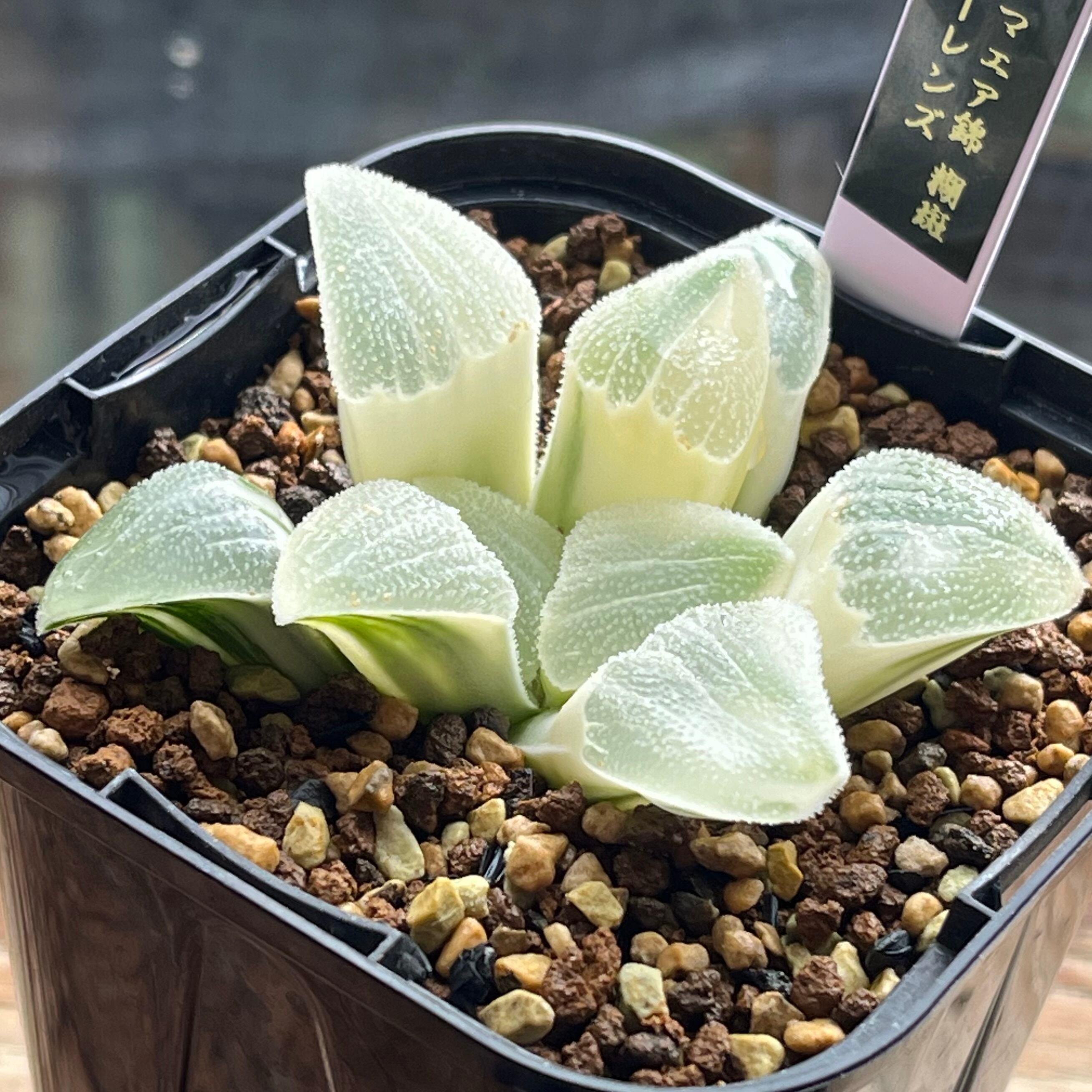 ハオルチア ピグマエアミュータント 特異株 | mocono_plants