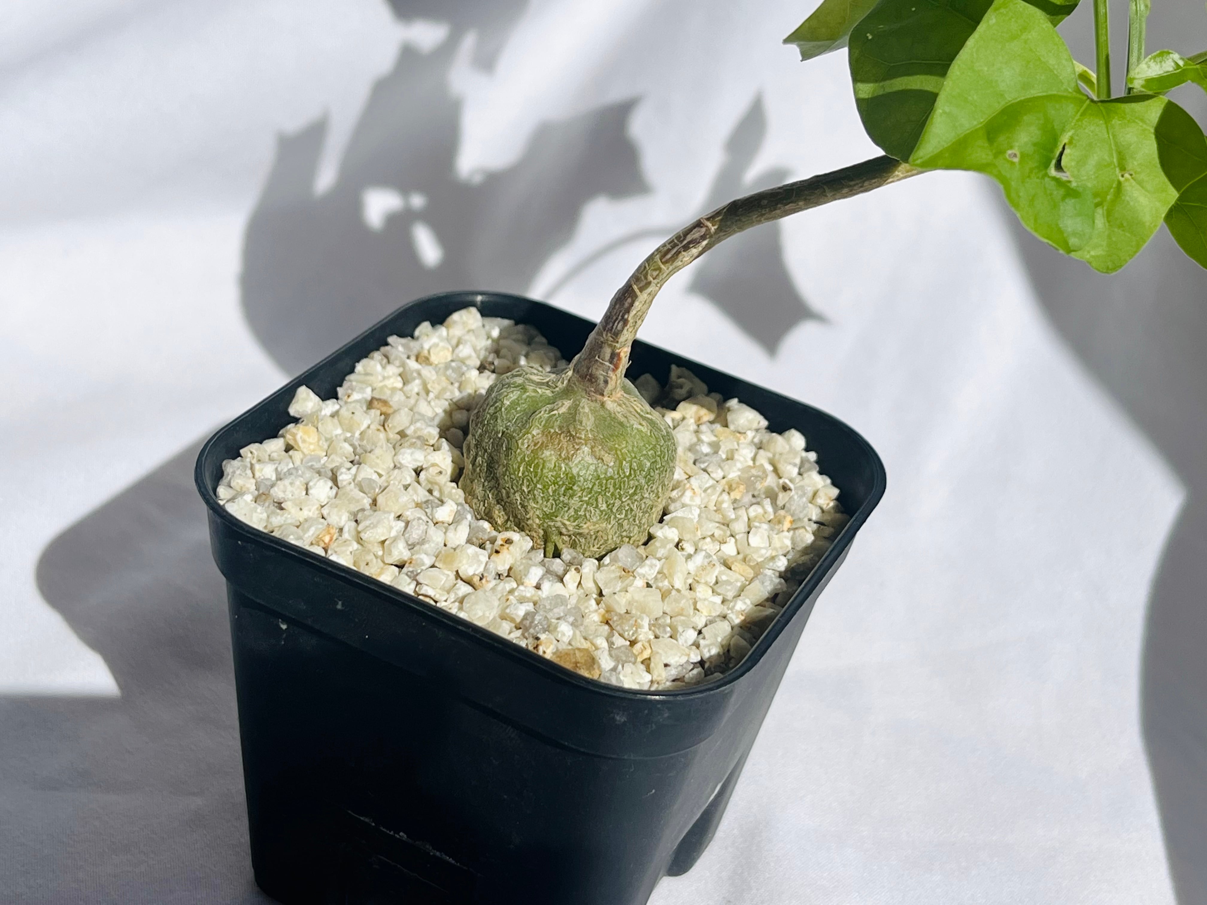 Gerrardanthus Macrorhizus ゲラルダンサス マクロリザス 多肉植物