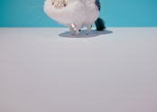 ヤン・ノ・カー