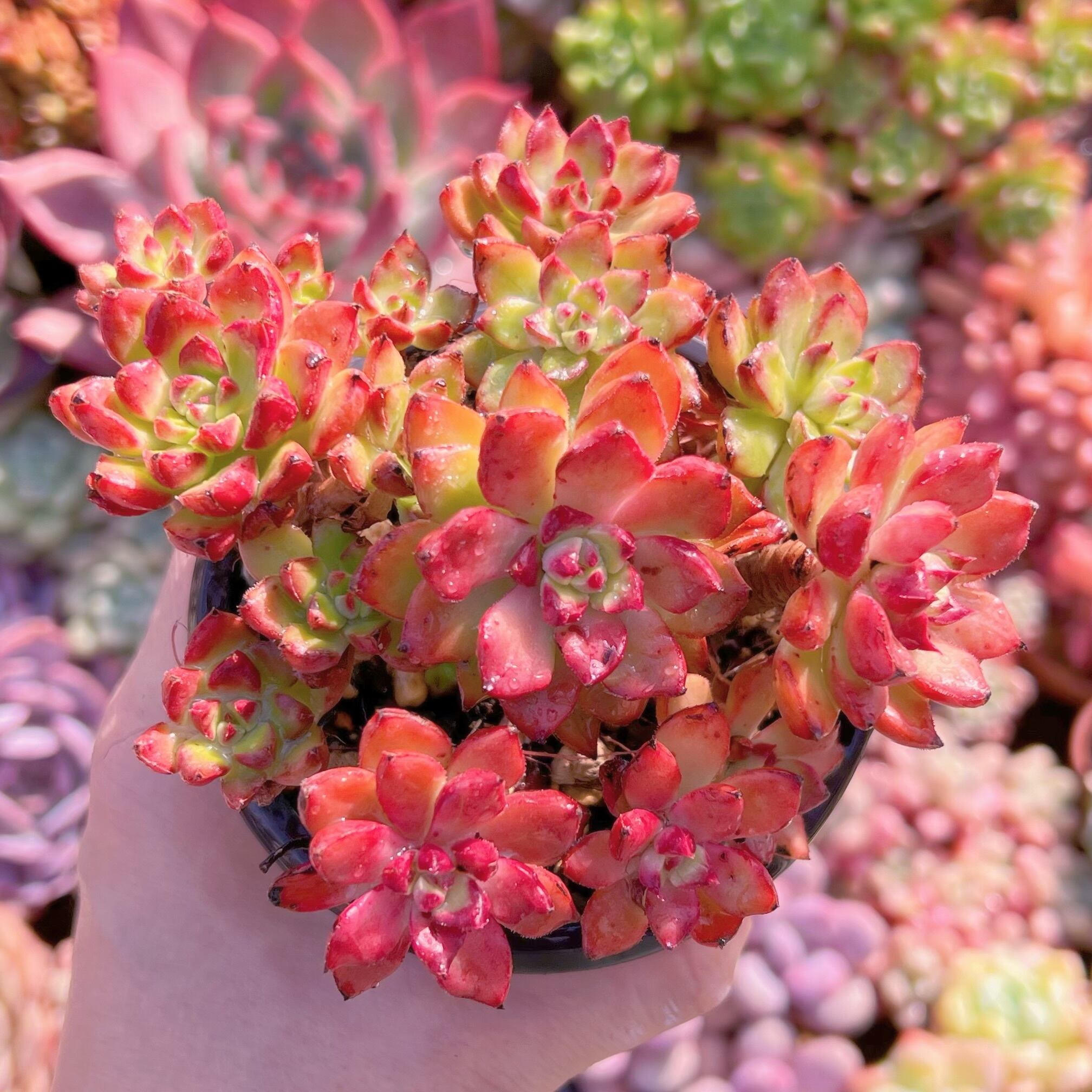 現品　レティジア錦#796   るる農園